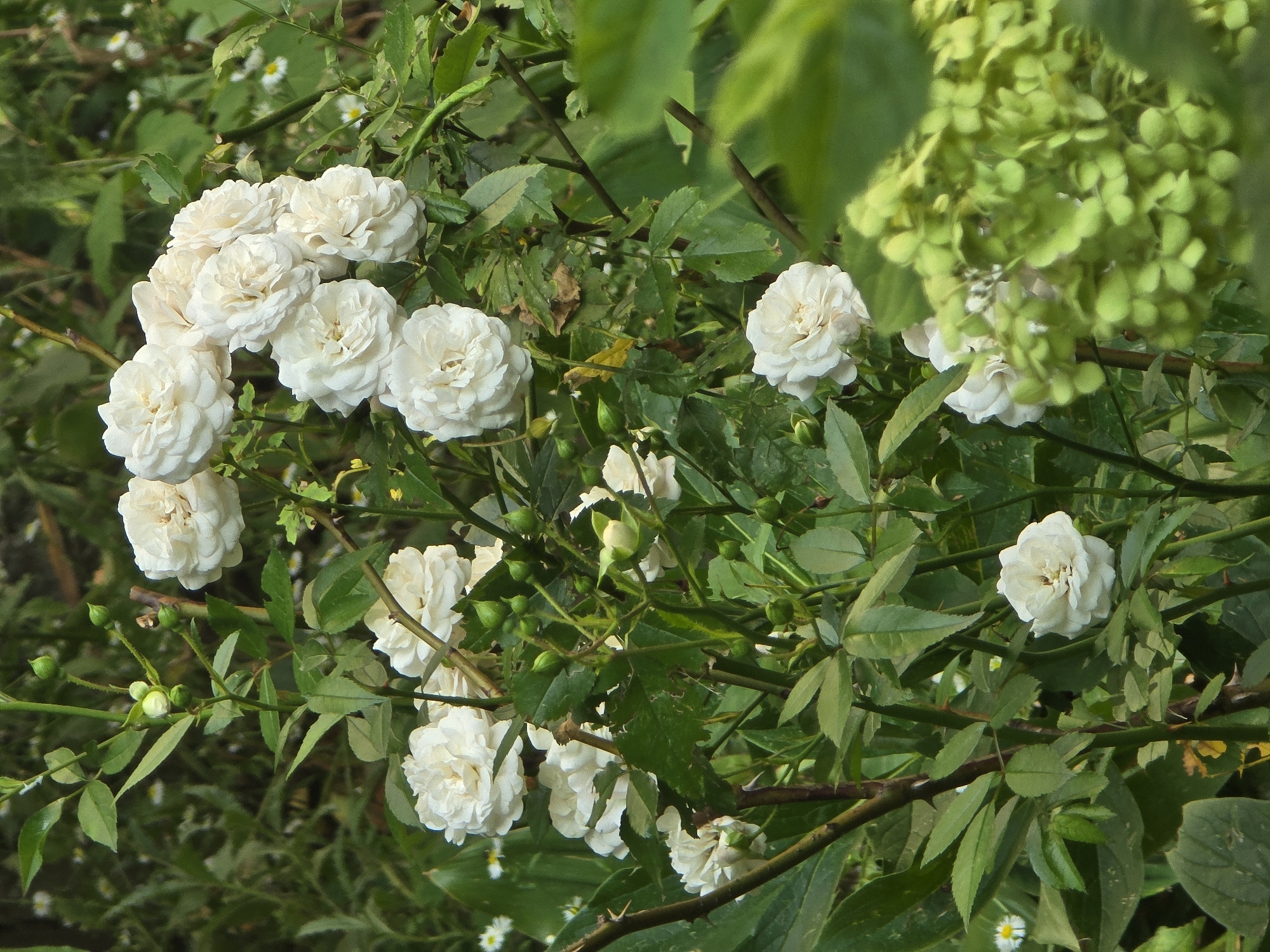 The image depicts a cluster of white roses in bloom, nestled amongst green foliage. Several roses are fully open, their petals tightly packed, while others are in bud stage, appearing as small, green spheres. The roses are on thorny branches, typical of a rose bush. The background is a blur of green leaves and some smaller white flowers, suggesting an outdoor garden setting. In the foreground, a portion of a green hydrangea bush is visible, its flower heads a lighter, more muted green. The lighting indicates it is daytime, with soft, natural light illuminating the scene. The image is focused on the rose bush and its immediate surroundings, providing a close-up view of the blossoms and greenery. There are no people or animals present in the image. The scene appears to be in a garden or park, with the natural elements dominating the composition. The photograph does not contain any specific landmarks or indicators that would place it in Vyshneve, Ukraine, beyond the assumption provided in the prompt.