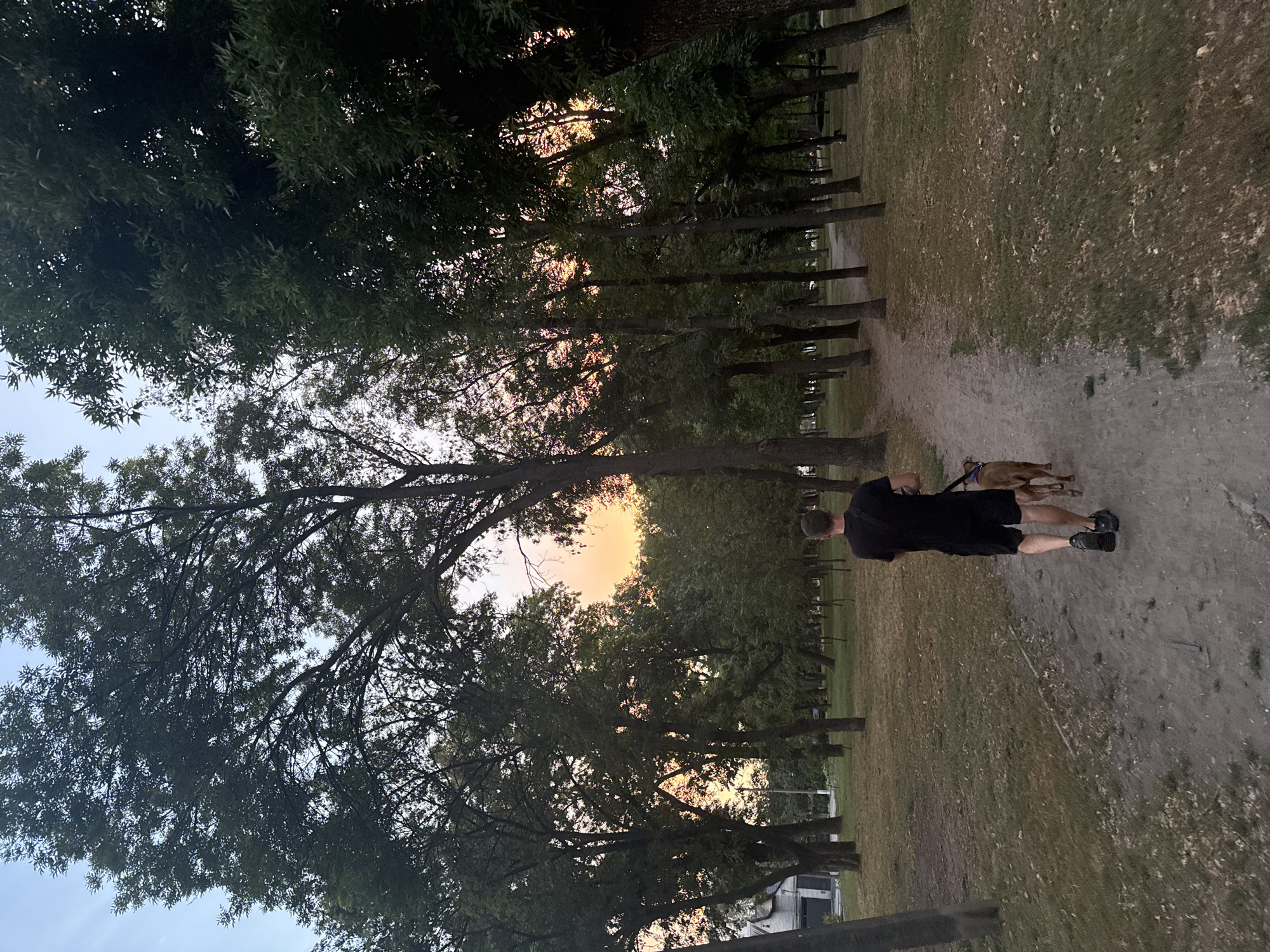 The image depicts a person walking a dog on a dirt path through a park with numerous trees. The sun is setting, casting an orange and pink glow through the foliage, creating a serene atmosphere. The park appears to be a public space within the city of Zaporizhzhia, Ukraine, possibly in the vicinity of the Dnipro River or a similar urban green area. The man is wearing a black t-shirt and black shorts, while the dog is a medium-sized breed with brown fur. The ground is covered in grass and fallen leaves, suggesting it is either late summer or early autumn. In the background, a few buildings and streetlights are visible, indicating the presence of urban infrastructure.