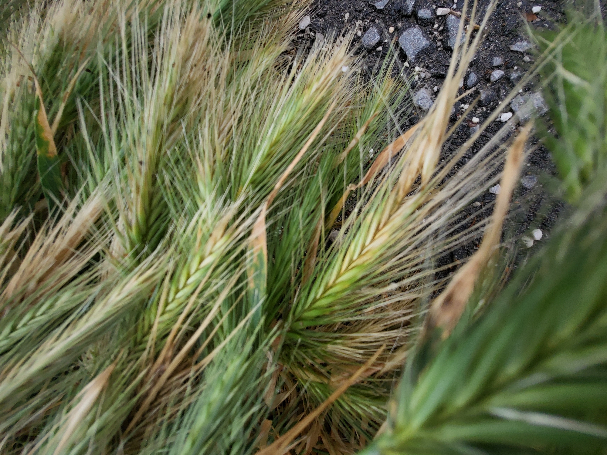A close-up, top-down view captures a dense cluster of grass-like plants, possibly a type of wild barley or cereal grain, featuring numerous elongated seed heads with distinctive, slender awns. The plants display a mix of colors: many are a vibrant green, indicating growth, while others have matured to a light brown or straw-like hue, suggesting they are dry or ripe. The seed heads are densely packed, creating a textural foreground.
In the background, visible through and beneath the plant mass, is a dark, coarse surface resembling asphalt or paved ground. This surface is unevenly covered with small, angular grey and white pebbles or crushed stones. The perspective suggests the plants are growing either on the paved surface or immediately adjacent to it, encroaching upon the hardscape.
The image is a still life, with no discernible activity or events taking place. The lighting appears to be natural daylight, evenly illuminating the scene without harsh shadows. The focus is primarily on the central and mid-ground plants, with some natural blur in the extreme foreground and background. There are no people, explicit location cues beyond the ground texture, or visible text. The scene depicts a natural element coexisting with an urban or human-made environment, characteristic of areas like Budva, Montenegro, where vegetation often grows alongside roads or pathways.