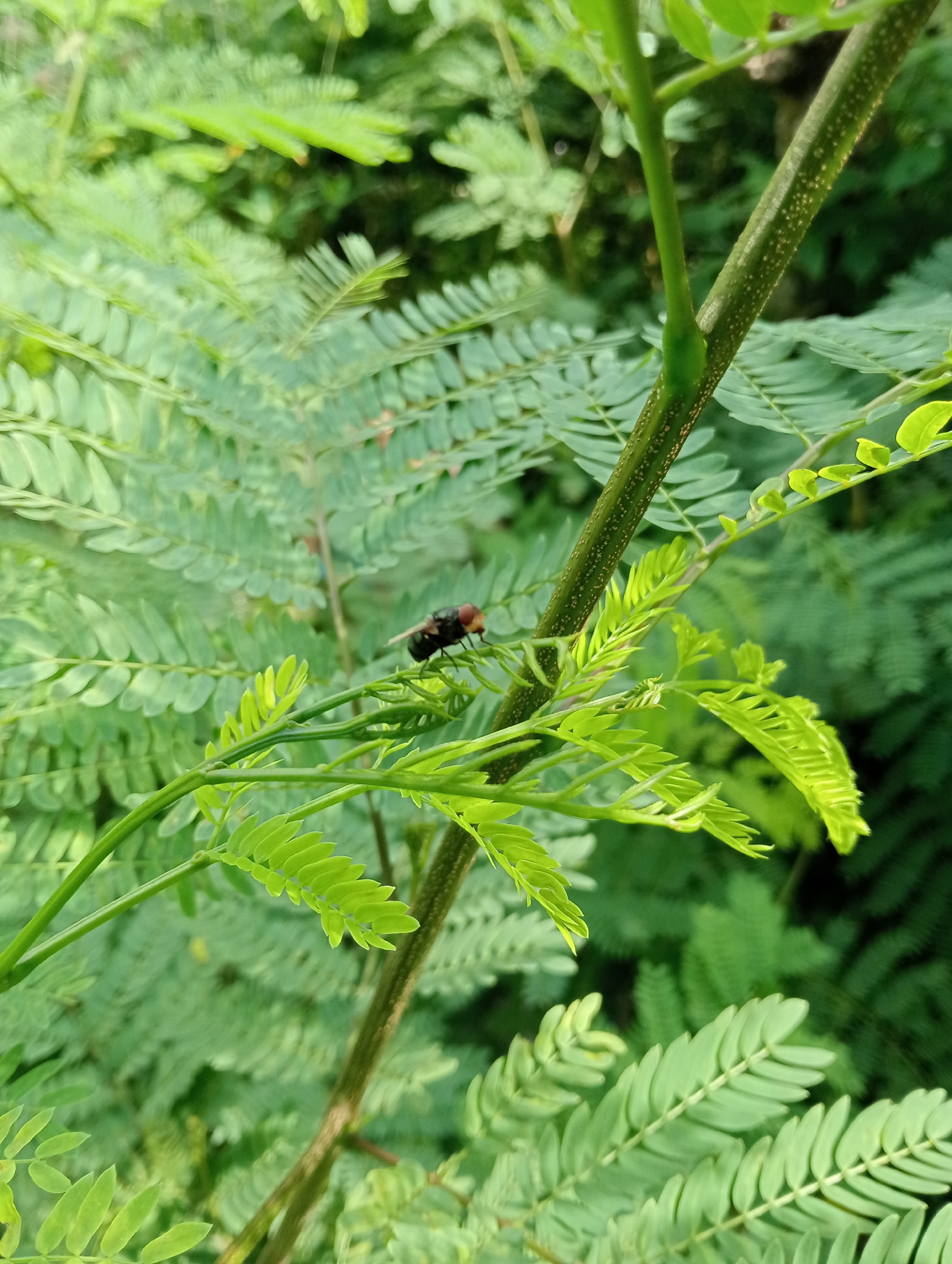 A black and red fly sits on a leafy plant in Lhokseumawe, Indonesia. The plant features small, light green leaves arranged in pairs along stems. Another stem is in the background.