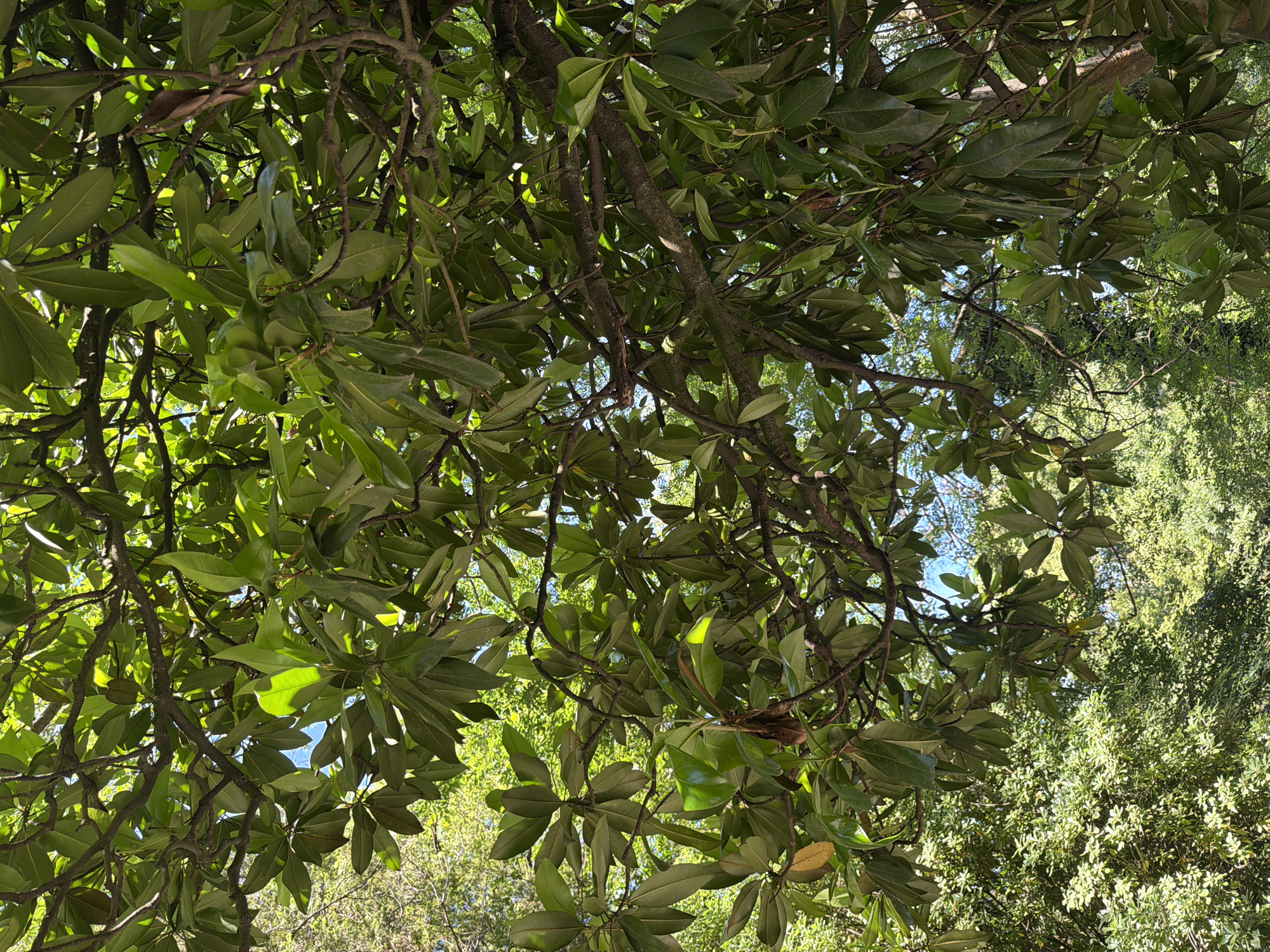 The image is a low-angle, full-frame shot looking up through the dense, green canopy of a large tree. The tree has thick, brown branches and large, leathery, dark green leaves that obscure much of the sky. Sunlight filters through the leaves in patches, creating highlights and shadows. In the background, other trees with lighter green foliage are visible. There are no people, animals, or man-made objects in the image. The scene depicts a natural, outdoor environment, likely a park or garden. There is no specific information that would allow for the identification of a city or country, nor any particular address within "Sirius, Russia."