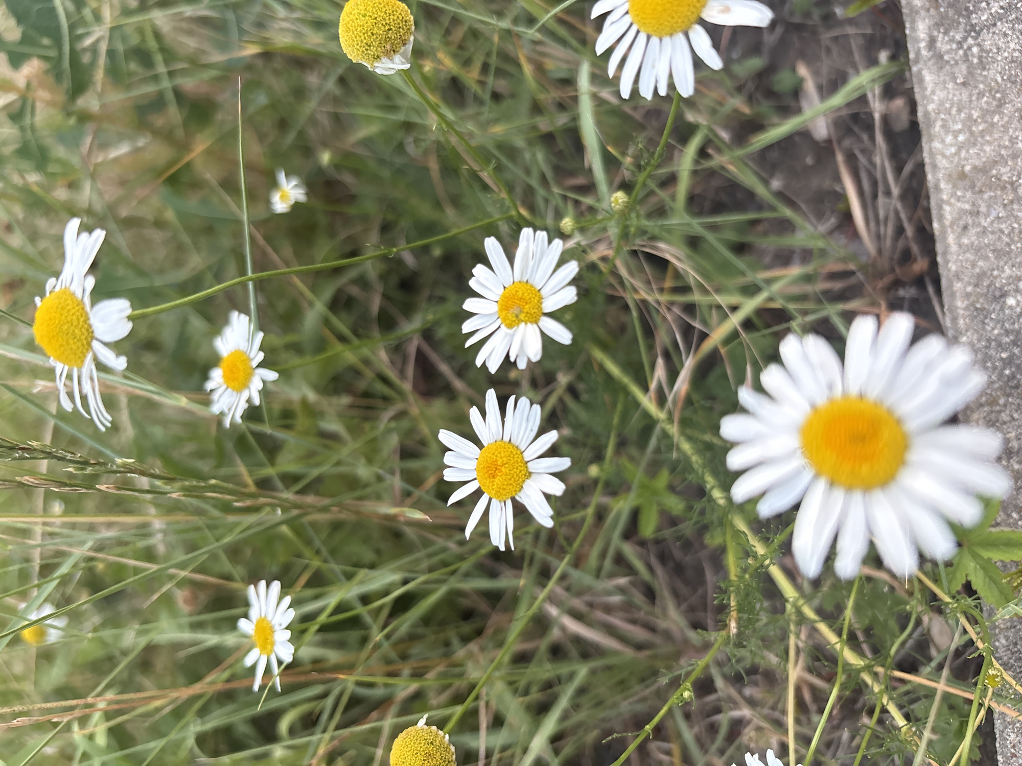 A shallow depth of field photograph captures a cluster of white and yellow daisies growing in the grass. The flowers are varied in their focus, with some sharply defined and others blurred. The background is a soft bokeh of green foliage and dried grasses. The foreground is a rough, grey concrete edge, suggesting an urban park or garden setting. The image is devoid of any human presence or activity, focusing solely on the natural elements.