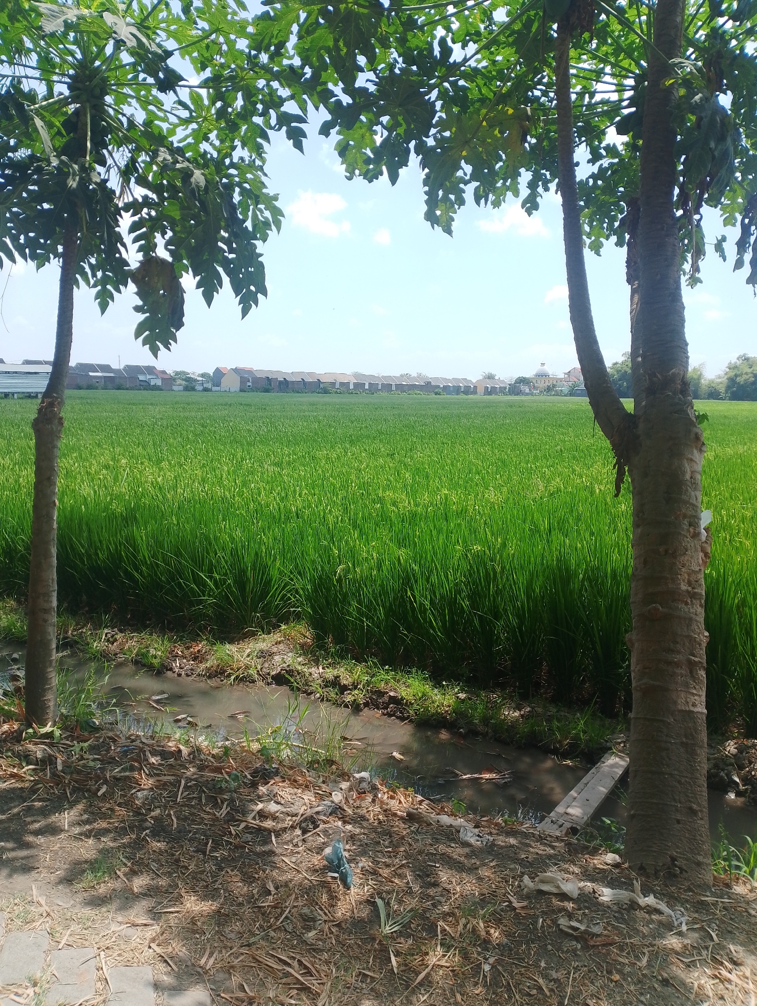 The image captures a sunlit rural landscape in Suruh, Indonesia, characterized by a lush green rice paddy stretching towards a row of residential houses in the distance. Two papaya trees, one on the left and another on the right, frame the foreground, their large, palmate leaves casting dappled shadows on the ground. The ground in the immediate foreground is covered with dry leaves, debris, and some scattered plastic waste, adjacent to a shallow, murky ditch. The ditch contains some water and debris, with a small wooden plank crossing it in the middle. The sky is a clear blue with a few scattered white clouds. The overall scene depicts a rural setting with agricultural activity and residential development.