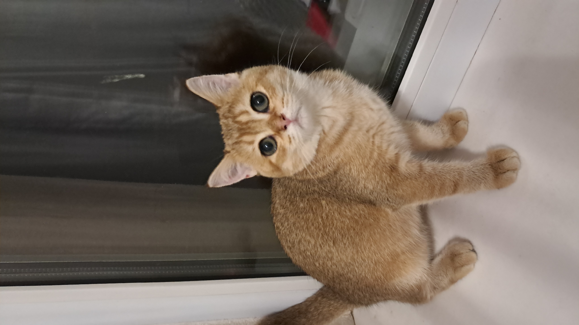 A fluffy, golden-colored cat with large, round, green eyes is the subject of this medium shot photograph. The cat is positioned on a white surface next to a dark, reflective surface, likely a window. Its head is tilted to the left, and it appears to be looking directly at the camera. The cat's fur has subtle tabby markings, particularly on its face and legs. Its front paws are visible, resting on the white surface. The background is dark and out of focus, with some faint horizontal lines suggesting blinds or reflections in the window. The lighting appears to be artificial and indoor, possibly from a lamp or overhead light. The overall mood is calm and curious, with the cat's wide eyes conveying a sense of gentle inquiry. There is no visible text in the image. The location context of Vinnytsia, Ukraine, provides no further visual cues from the image itself.