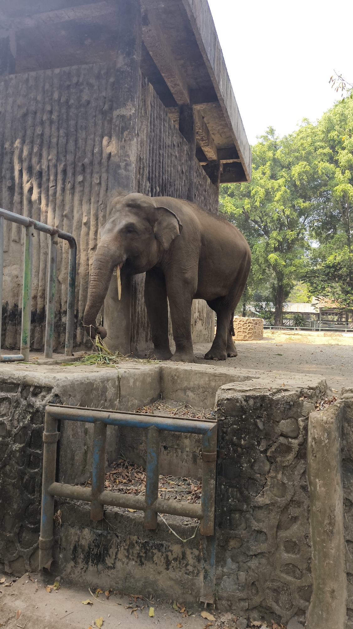 An adult elephant stands in an outdoor enclosure, its trunk extended to grasp a bunch of green vegetation. The elephant is facing left, its mouth open and a pale yellow tusk protruding. The enclosure features a textured concrete wall on the left, a metal fence, and a concrete ledge where the elephant is standing. In the background, there is a concrete structure with a protruding roof, mature green trees, and a glimpse of a white building. The ground is covered in dirt and scattered dry leaves. In the foreground, there is a metal grate. The scene appears to be within the Ragunan Zoo in South Jakarta, Indonesia, given the elephant's presence and the zoo's characteristic enclosures.