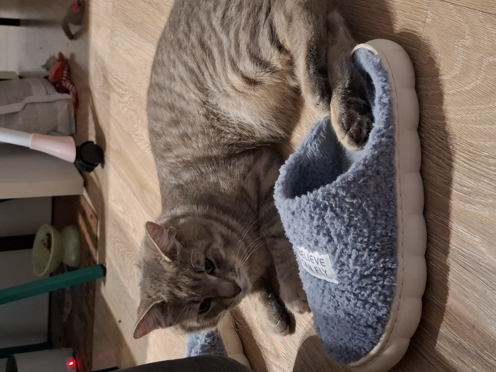 A tabby cat lies on a wooden floor next to a blue fuzzy slipper. The cat is resting its head on its paws and appears to be looking at something to its left. The slipper is positioned in front of the cat, with the cat's paw resting on top of it. The background is blurred but shows what appears to be furniture and other household items. The lighting is dim, suggesting it may be evening or indoors.