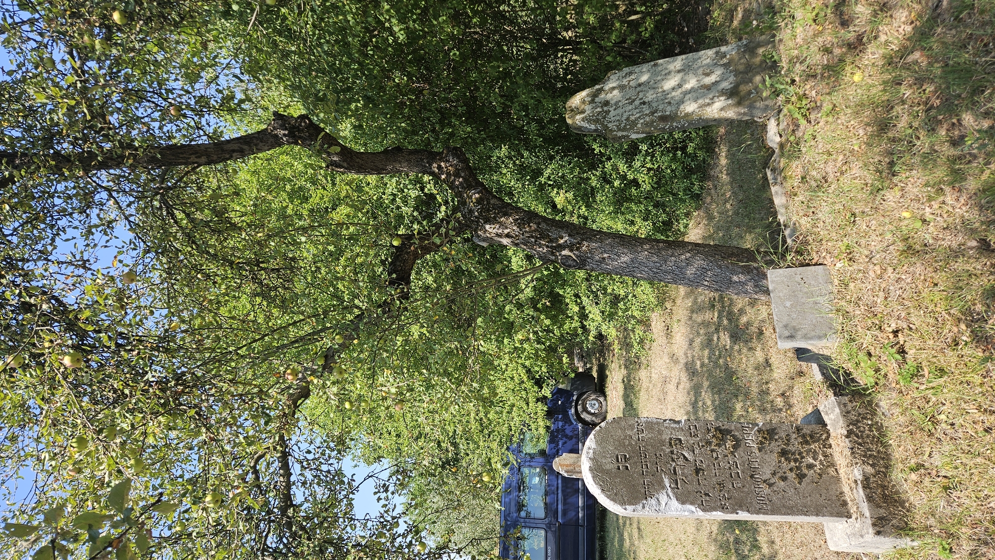The image shows a Jewish cemetery in Vyšné Nemecké, Slovakia, under a clear blue sky. In the foreground, a weathered headstone stands on a concrete base, inscribed with Hebrew text and the name "MOSKOVITS PEPE" in English. To the right of this headstone, another larger, rough-hewn stone stands upright. A small, square concrete marker lies on the ground between these two stones. A gnarled apple tree with green apples hangs heavy on its branches, its trunk leaning towards the right side of the frame. The ground is covered in dry grass and sparse green vegetation. In the background, a blue van is parked partially obscured by the tree and foliage. Lush green trees and bushes form a dense backdrop to the scene, suggesting a natural, somewhat overgrown environment.