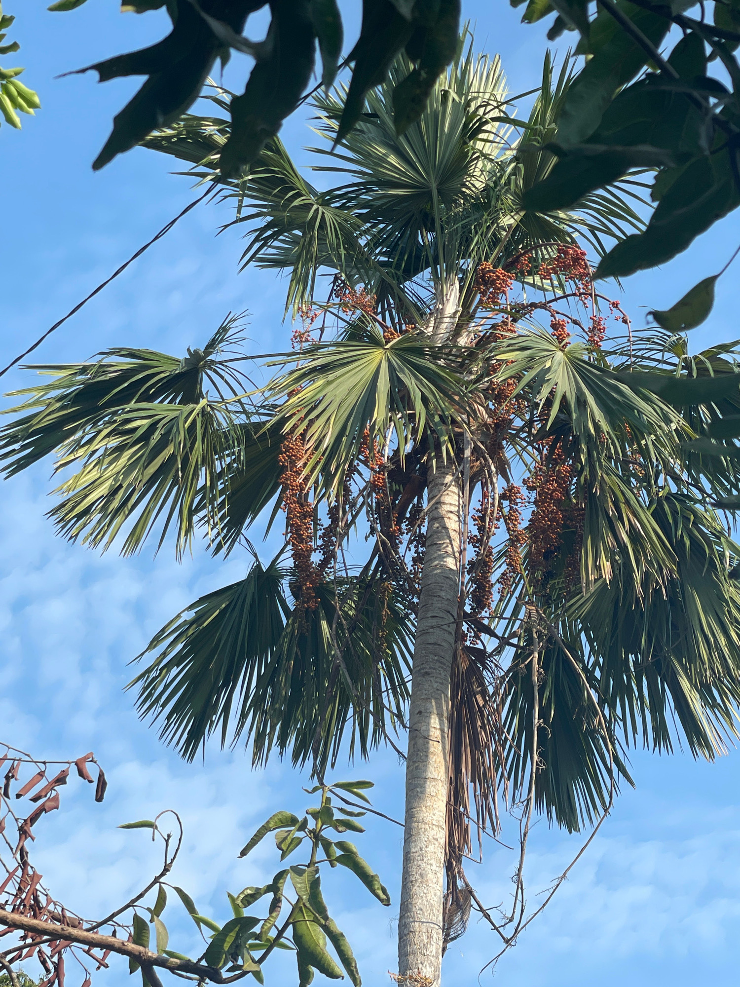 In Bawahan Selan, Indonesia, a tall palm tree stands against a clear blue sky dotted with wispy clouds. The palm tree's trunk is rough and textured, with fronds fanning out towards the top. Clusters of small, reddish-brown fruits hang from stalks amongst the fronds. In the foreground and to the sides, dark green leaves from other trees partially obscure the view of the palm. A thin, dark wire is visible diagonally across the upper left portion of the image, stretching against the sky. The overall scene depicts a natural outdoor environment in Indonesia.