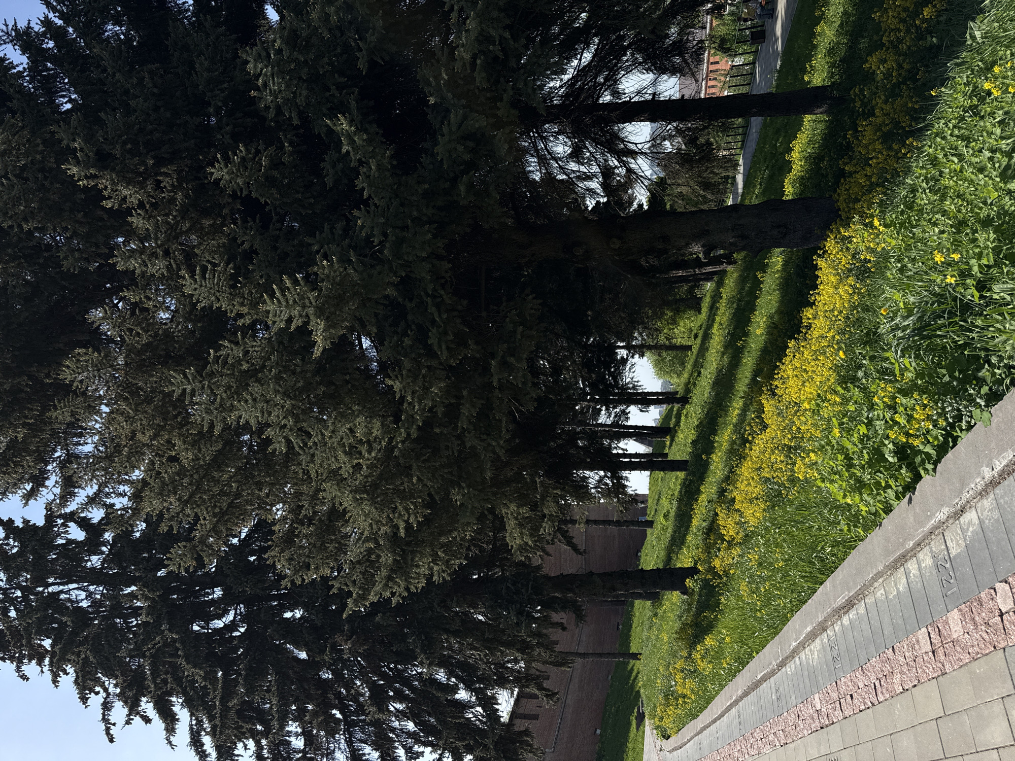 The image depicts a park setting along the walls of the Nizhny Novgorod Kremlin in Russia. A row of tall evergreen trees dominates the left side, casting shade over the area. Sunlight dapples the grass and wildflowers growing along the tree line. The brick Kremlin wall is visible behind the trees. A paved walkway with gray and red bricks is on the right edge of the image. There are no people visible.