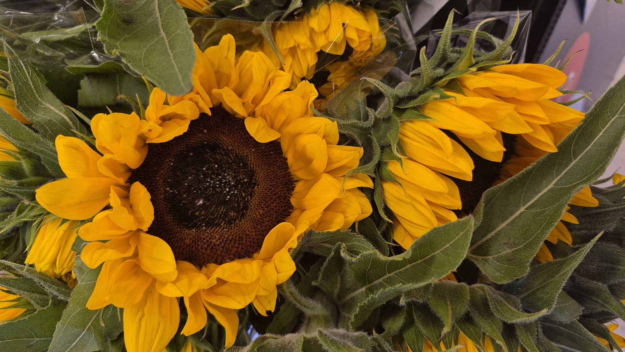 The image is a close-up, vertically oriented, overhead shot of a bouquet of sunflowers. The sunflowers have bright yellow petals and dark brown centers with visible seeds. Large, fuzzy green leaves are interspersed throughout the bouquet, obscuring some of the flowers and stems. The overall impression is one of vibrant, natural beauty. There are no people or actions depicted in the image. The scene is neutral and does not offer any specific environmental or locational clues that could place it in Daugavpils, Latvia.