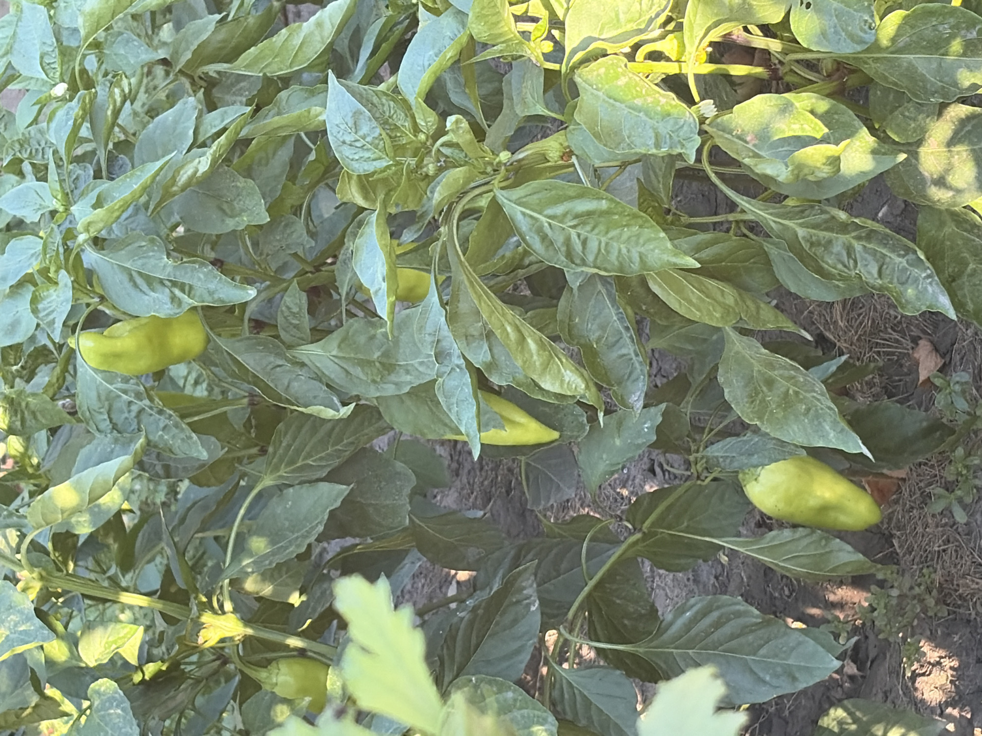 In Oxentea, Moldova, a close-up shot captures a pepper plant with several unripe, green peppers growing amongst its foliage. The peppers are elongated and conical, with smooth skin. The leaves of the plant are a deep green, showing some signs of natural wear and tear. The background is blurred, suggesting a garden setting with dark soil and some dried organic matter. The lighting indicates it is daytime, with sunlight illuminating parts of the plant and casting shadows. There are no people or animals visible in the frame.