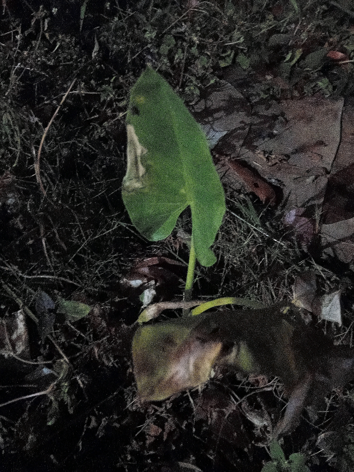 This is a close-up, low-light photograph of a green leaf with a damaged section, possibly from a taro plant, growing from a thin stem. The leaf is angled slightly to the left. The surrounding ground is covered in dark soil, dry grass, and fallen leaves, indicating an outdoor environment. There is a blurred, brown, furry object partially visible in the lower portion of the image, its features indistinct due to the lighting and focus. The overall impression is of a natural, possibly unkempt, area. The location in Cikal, Indonesia, is not visually evident from the image itself; this detail is external information.