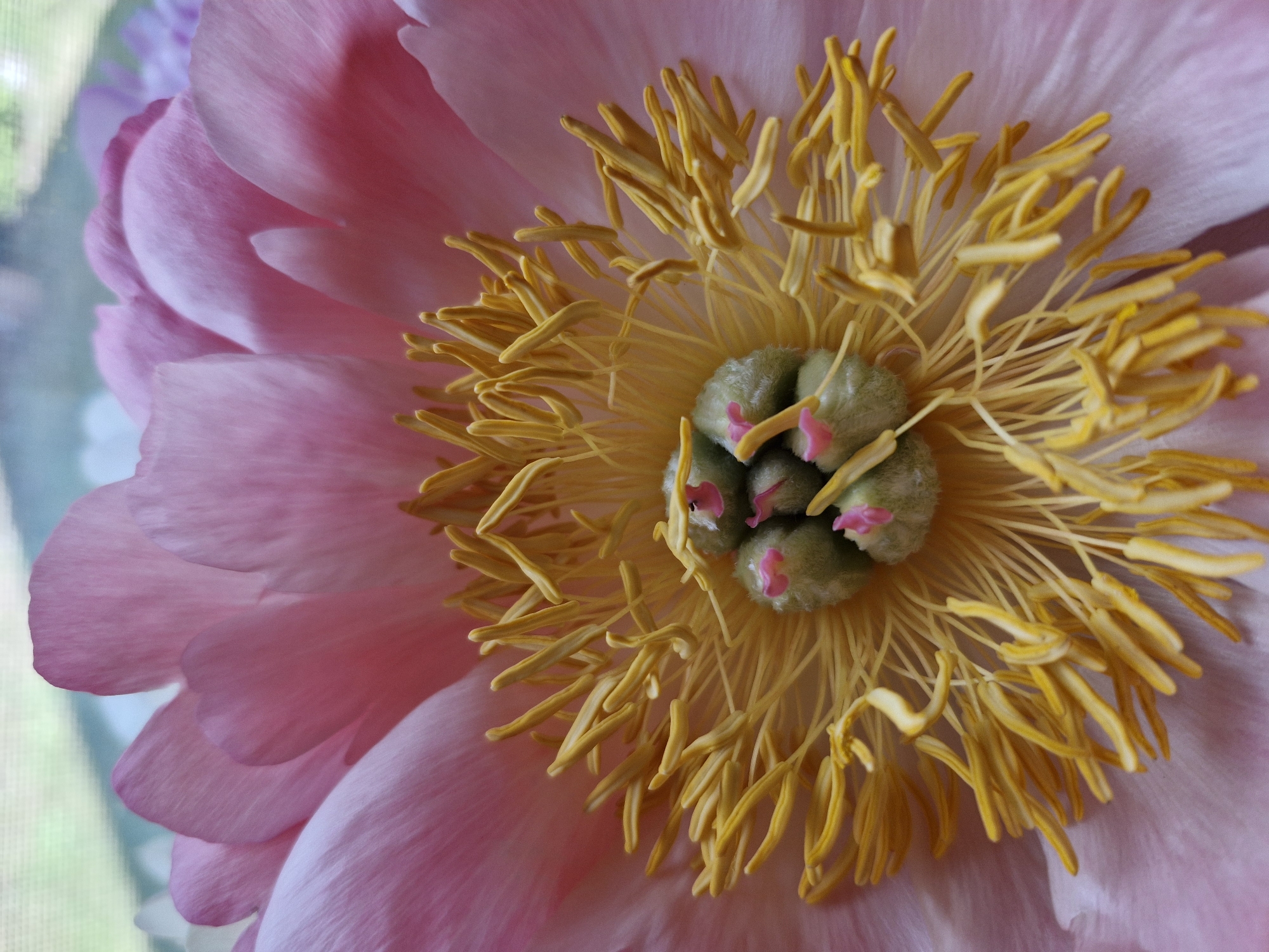A close-up, high-angle photographic image captures the open center of a single, light pink flower, likely a peony, located in Unknown, Unknown. The petals, visible in the upper and outer portions of the frame, are soft pink with subtle variations in shade and texture. Numerous thin, bright yellow stamens with matching anthers radiate inwards from beneath the petals, forming a dense circle around the flower's reproductive organs. In the central focal point, approximately five plump, ovate, light green, fuzzy carpels are clustered together. Each carpel is topped with a distinct, small, pinkish-red stigma. The background is significantly out of focus, showing a soft blur of light blue, pale green, and white tones, indicative of an outdoor scene viewed through a window. No people or actions are depicted.