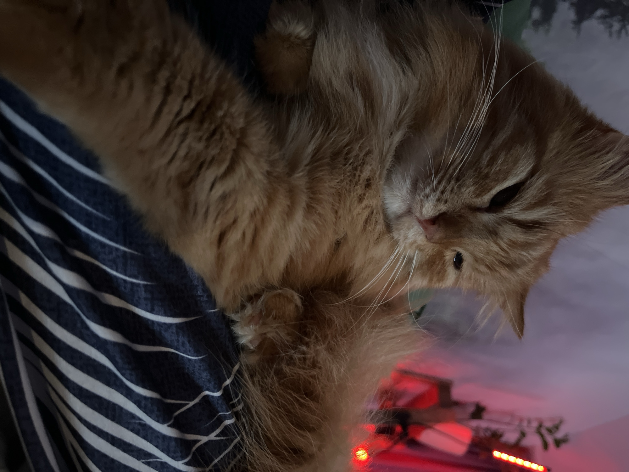 A close-up, slightly angled view captures a fluffy, orange cat resting on a surface with a blue and white striped pattern. The cat appears relaxed, with its eyes partially closed. The foreground is dominated by the cat and the striped surface. In the blurred background, red lights are visible. The image does not contain any clues to confirm that the location of this image is in the city of Chaikovsky, Russia.