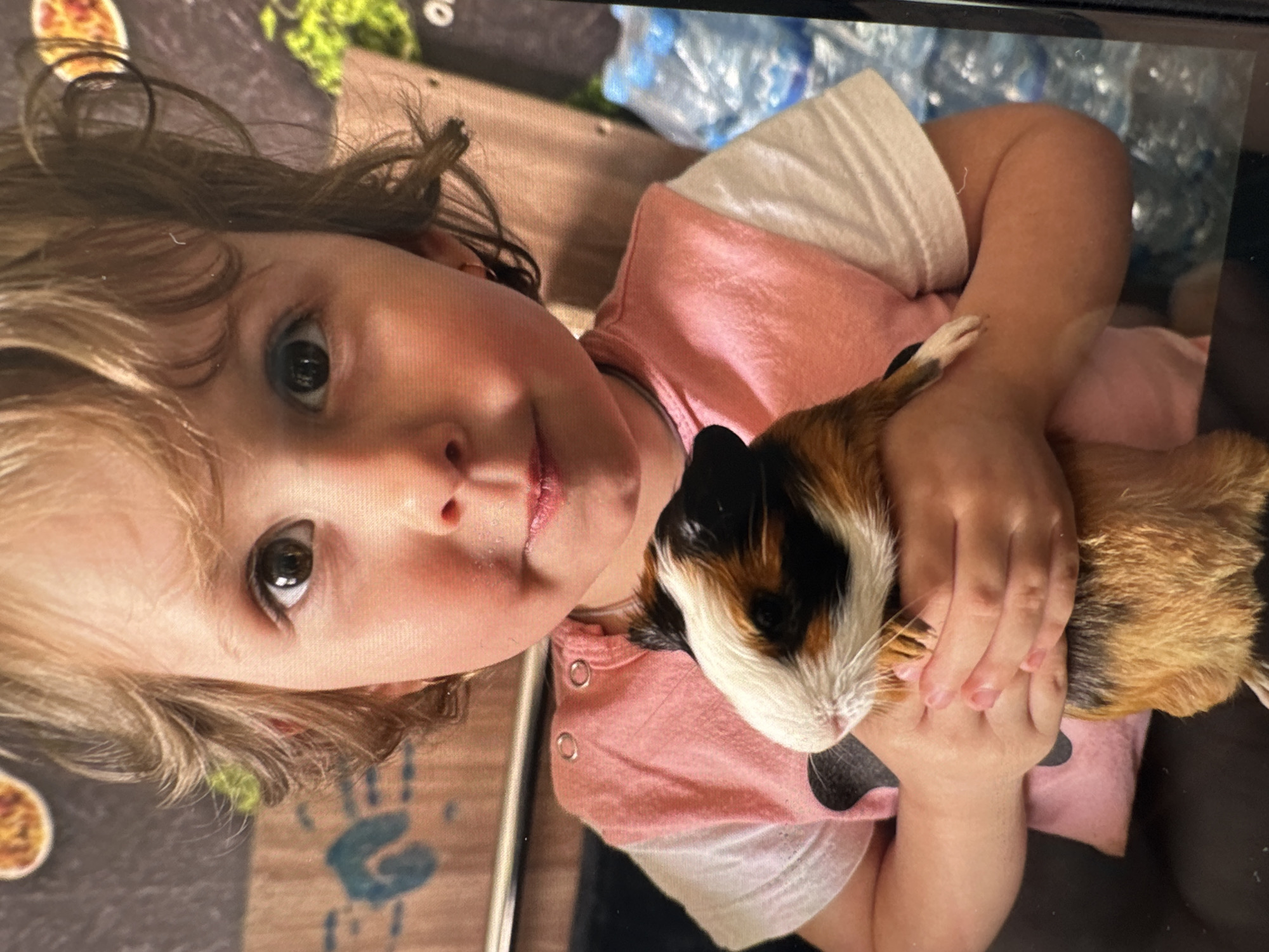 The image, rotated 90 degrees clockwise, captures a close-up of a young child holding a guinea pig. The child, likely a toddler or preschooler, has light brown to blonde, curly hair and dark, round eyes. They are wearing a pink top with white sleeves and metallic snap buttons visible on the shoulder. Their expression is calm and somewhat inquisitive, looking directly towards the camera. A small scratch or chapped area is visible on their upper lip.
The child is gently cradling a tri-colored guinea pig, which is primarily white, brown, and black. Its head is facing the viewer, and its body is tucked into the child's arms. The guinea pig appears relaxed in the child's embrace.
The background is somewhat blurred but shows elements suggesting an indoor setting. To the upper right, several plastic water bottles are visible. Below them, there's a light-colored, possibly fabric surface, and further down, a darker, patterned surface that might be a rug or blanket, featuring a blurred blue handprint design. In the far upper left, a circular object that appears to be food in a bowl is partially visible. A white letter "O" and part of another letter are faintly discernible on a dark background in the upper central area.
The scene conveys a tender interaction between the child and the pet. The reflection in the child's left eye suggests a light source, possibly a screen or flash from the device taking the photo. The overall mood is peaceful. This moment takes place in VEREVSKOE, Russia.