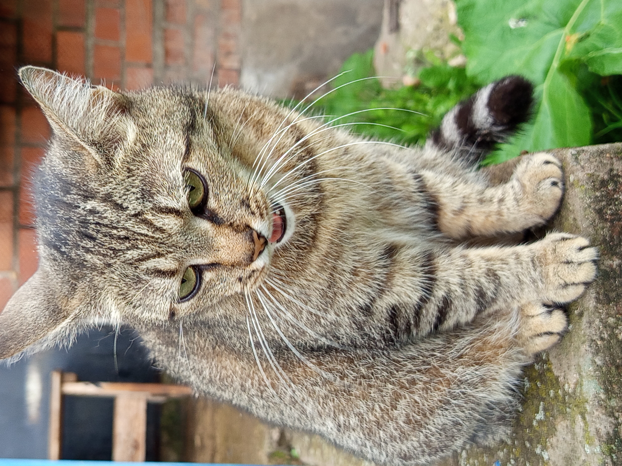 A tabby cat with green eyes and white whiskers sits on a stone ledge outdoors. The cat is facing forward and slightly down, with its mouth open, revealing a pink tongue. Its fur is a mix of grey, brown, and black stripes. The background includes a brick wall, some green foliage, and a wooden structure in the distance. The scene is set in Gdov, Russia.