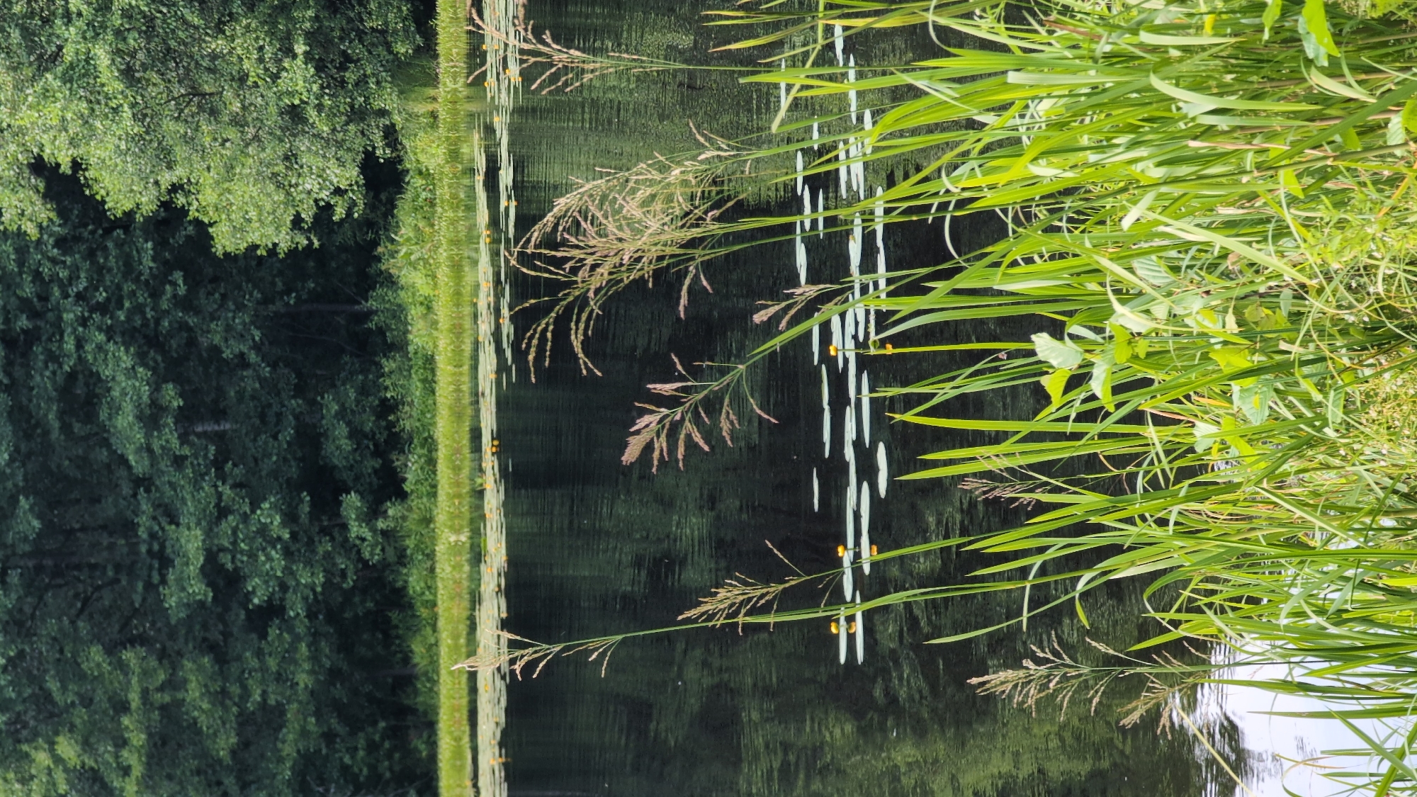 This is a vertical, eye-level, medium shot photograph taken on a bright day, depicting a serene natural scene by a body of water. In the foreground, lush green reeds and tall grasses with feathery tops grow abundantly along the bank. These plants are vibrant green and catch the sunlight, with some showing a pale brown, dry texture at their tips.
The middle ground is dominated by a dark, reflective body of water, likely a lake or pond. The surface is disturbed by gentle ripples, creating a textured appearance. Scattered across the water are numerous lily pads, their flat, green surfaces creating a distinct pattern. A few small, yellow water lilies are visible among the pads, adding touches of color to the dark water. The reflection of the trees in the background is visible on the water's surface.
The background features a dense forest. The trees are a deep green, with a thick canopy that appears lush and healthy. The foliage creates a solid wall of green, indicating a mature forest. The lighting suggests it is daytime, with sunlight filtering through the leaves, creating dappled light and shadow patterns, though the overall impression is of a shaded, cool environment. There are no people or man-made objects visible in the scene. The image conveys a sense of tranquility and untouched nature. The location is identified as Yarishnoe (Zinyakovskii S/S), Russia.