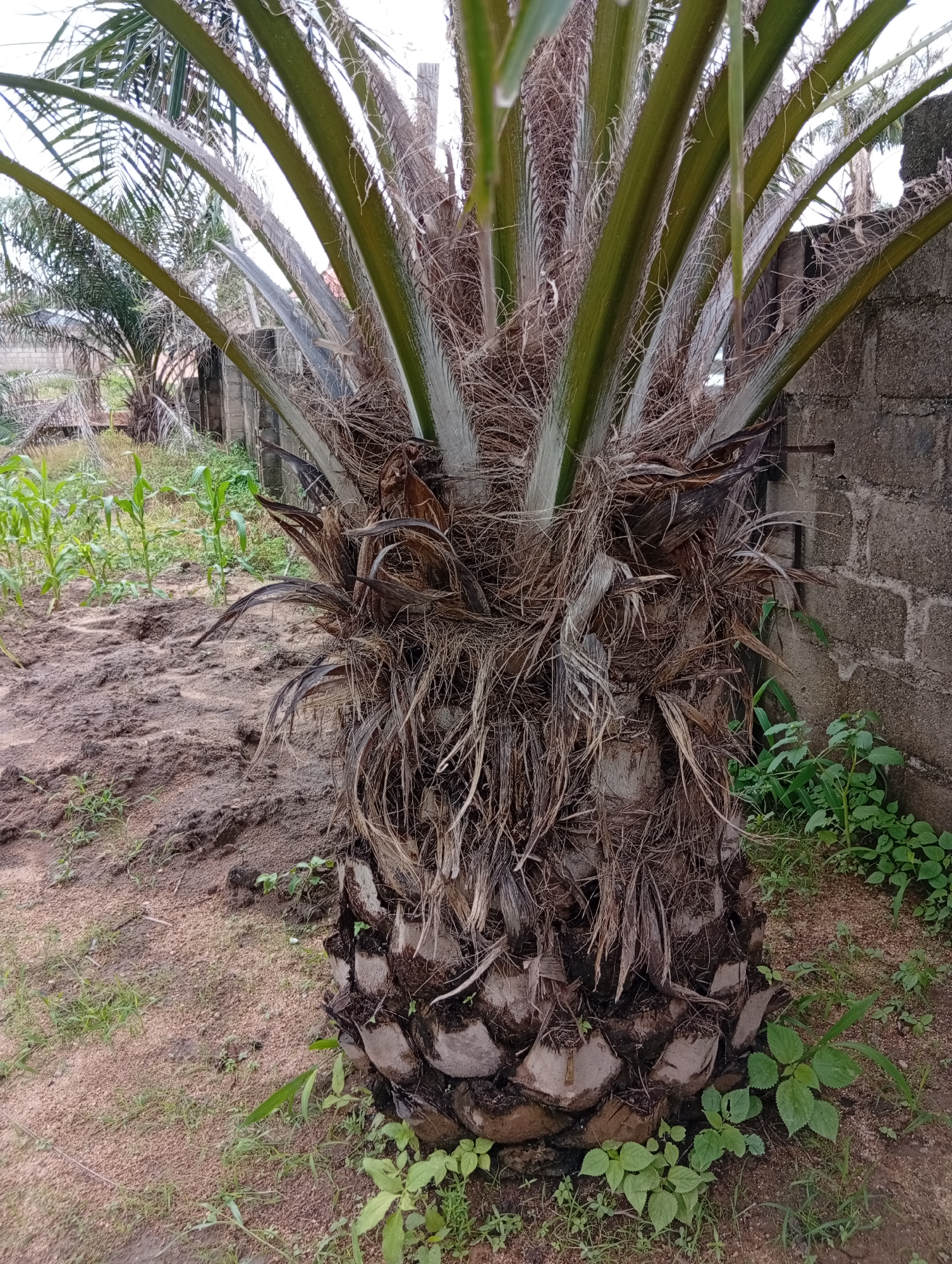 The image depicts a close-up view of the trunk and lower fronds of a palm tree in an outdoor setting. The trunk is thick and covered in fibrous, dry material and what appear to be old leaf bases. The fronds are long, green, and spiky, with some appearing dry and brown at the edges. The ground around the tree is sandy and dry, with patches of sparse green grass and some small plants growing near the base of the trunk. In the background, there is a wall constructed from concrete blocks, and beyond that, more vegetation, including what looks like young corn plants. The overall impression is of a somewhat unkempt, rural or semi-rural environment, possibly a backyard or a garden area. The lighting suggests it is daytime, with bright, diffused light.
The specific location of this scene in the city of Jalingo, Nigeria, cannot be determined from the visual information provided in the image alone. There are no landmarks, street signs, or other identifiable features that would allow for precise geolocation. The scene is consistent with many outdoor environments found in Nigeria, but it does not contain any unique elements that would pinpoint it to Jalingo specifically.
