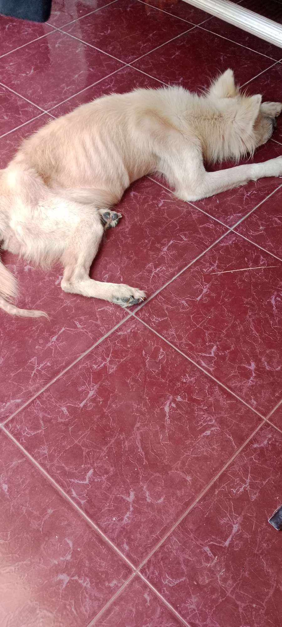 A light-colored dog is lying on its side on a red tiled floor. The dog's eyes are closed and it appears to be asleep. The tiles are arranged in a diamond pattern and have a marbled texture. The lighting in the scene is dim. The photo was taken in Banyuraden, Indonesia.