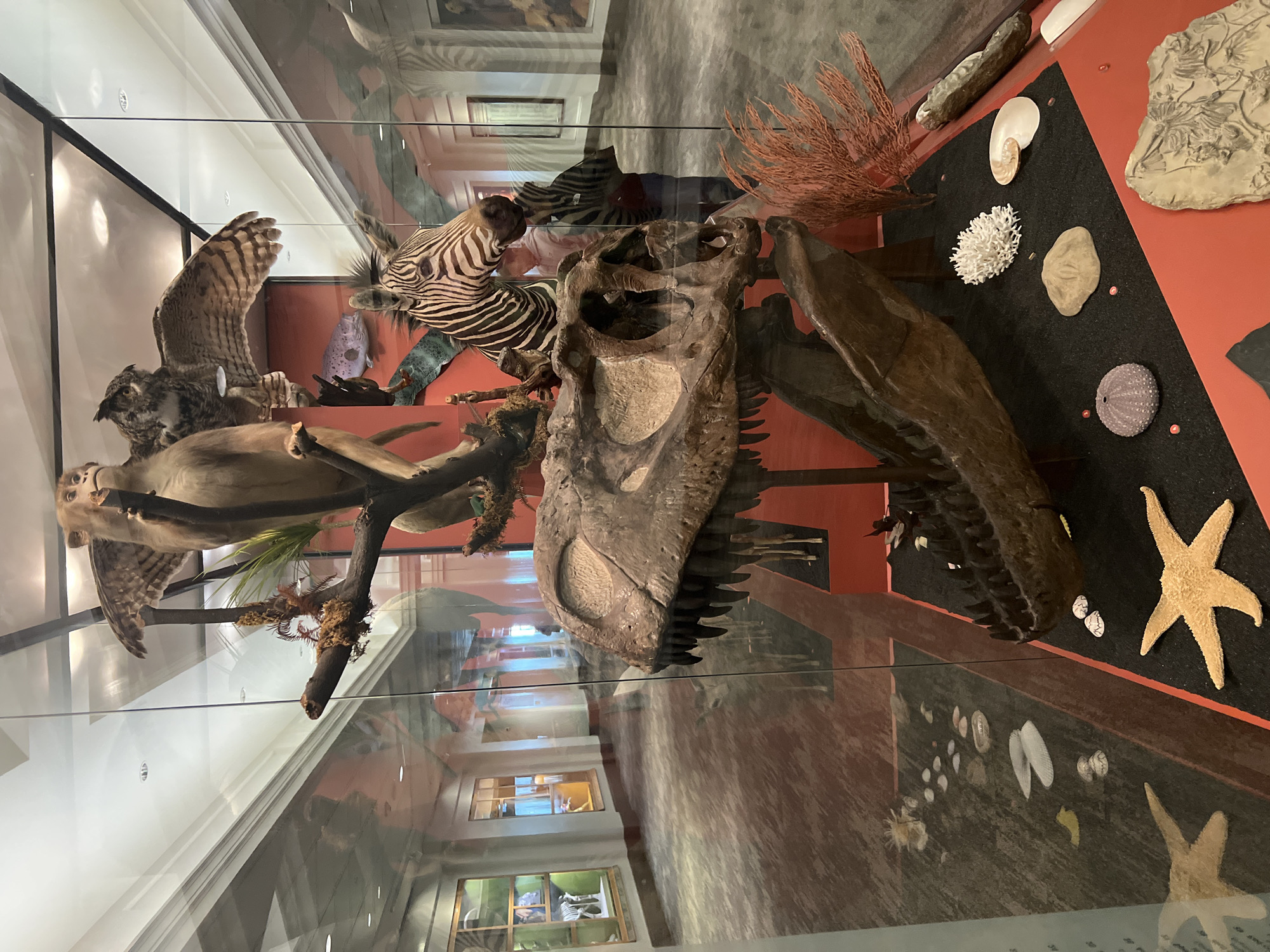 The image depicts a museum exhibit, likely within the city of Chicago, Illinois, USA, given the context. The exhibit is encased in glass, creating reflections of the surrounding museum interior. The display itself contains a diverse array of natural history specimens.
On the left side, there's a taxidermied owl with outstretched wings, perched above a taxidermied monkey, both mounted on a faux tree branch. Adjacent to them is a taxidermied zebra head.
Dominating the center and right of the frame is the fossilized skull of a large reptile, possibly a dinosaur or prehistoric crocodile. Next to the skull on a red and black surface are various shells, fossils and a starfish.
The background, visible through the glass and beyond the exhibit items, shows the museum interior, including corridors, windows, and other display cases.