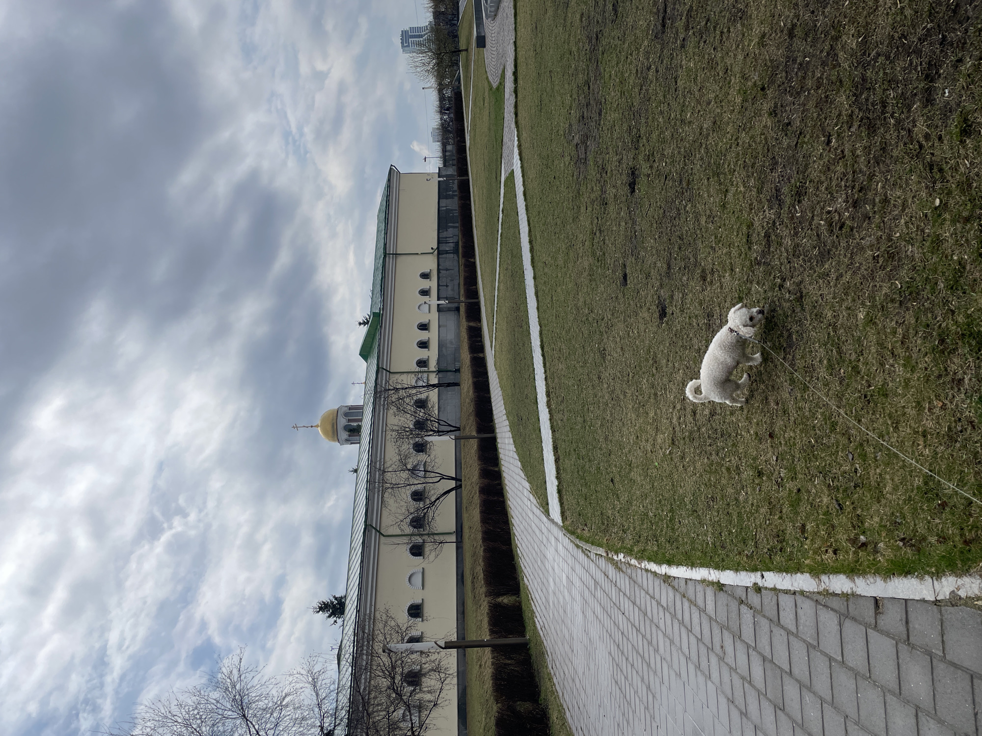 A daytime scene captures a paved pathway next to a grassy area, with a prominent building in the background, under an overcast sky.
In the foreground, a light-colored paved pathway of rectangular bricks curves gently from the bottom-right towards the center-left. To the immediate right of this path, a strip of sparse green grass runs parallel. Further right, a larger expanse of grass covers the right side of the frame, showing signs of wear and some bare patches. A small, fluffy white dog, possibly a Bichon Frise or similar breed, stands on the grass in the mid-right, facing away from the camera and looking towards the right side of the image. It wears a collar and a thin leash extends from it, trailing out of view.
In the midground, a long, light yellow building with a green roof runs parallel to the path on the left. The building features several arched, recessed windows. Towards the left end of the building, a golden dome topped with a cross is visible against the sky, indicating a religious structure, likely a church or monastery. Bare trees with visible branches stand in front of the building, suggesting late winter or early spring.
The sky above is predominantly cloudy, with various shades of grey and some brighter patches of white, indicating an overcast day. In the far background, on the horizon above the building, several taller, modern urban buildings are faintly visible. The overall setting appears to be a park or green space within an urban environment in Yekaterinburg, Russia. No visible text is present.