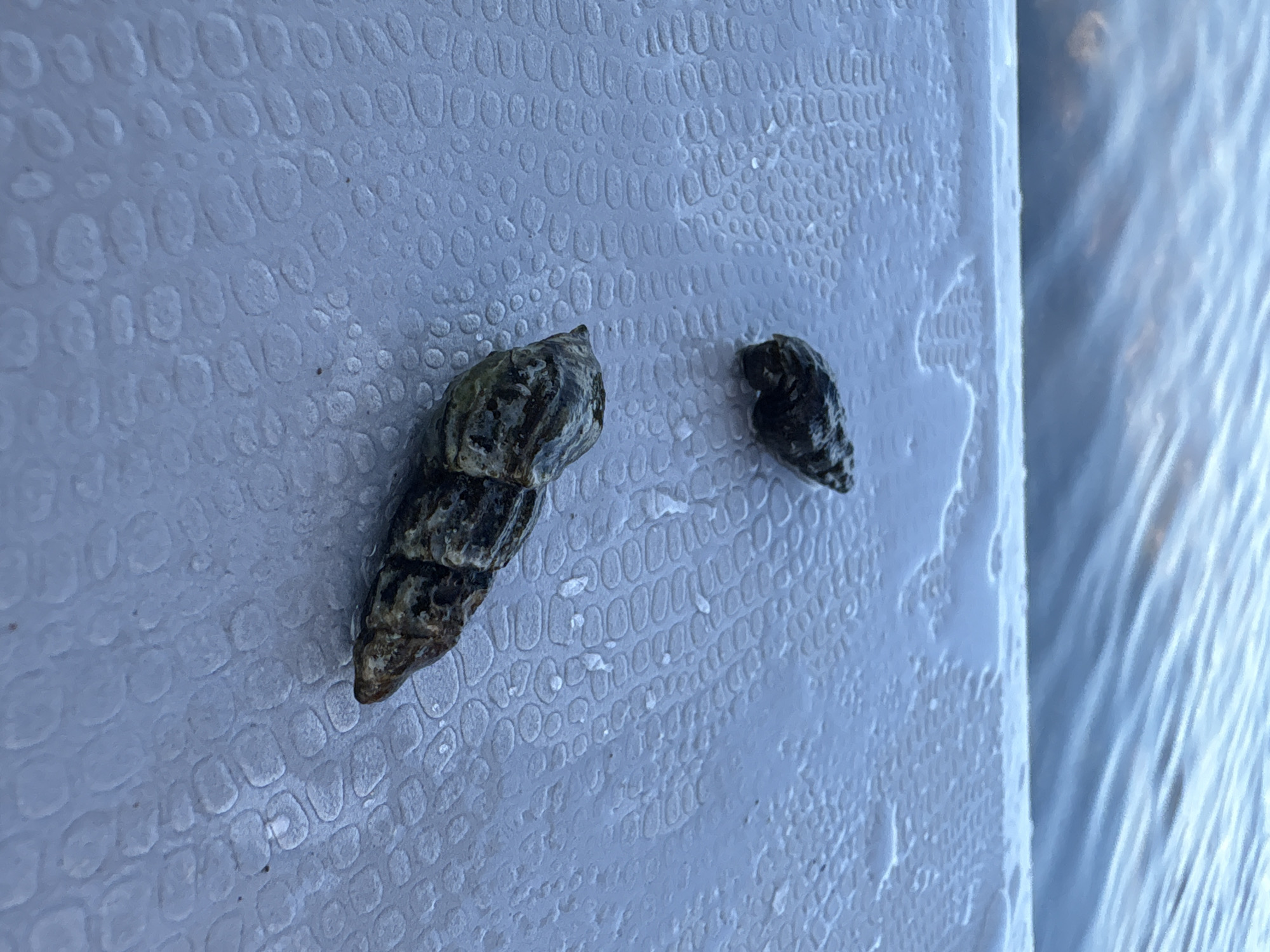 Two whelk shells rest on a wet, textured grey surface, possibly a dock or boat deck. The shells are dark, rough, and conical in shape, with one shell positioned in the foreground and another further back and to the left. In the background, blurry blue water with rippling waves suggests an outdoor setting near a body of water. The overall scene is likely a snapshot taken in Razdolnoye, Russia, given the context.