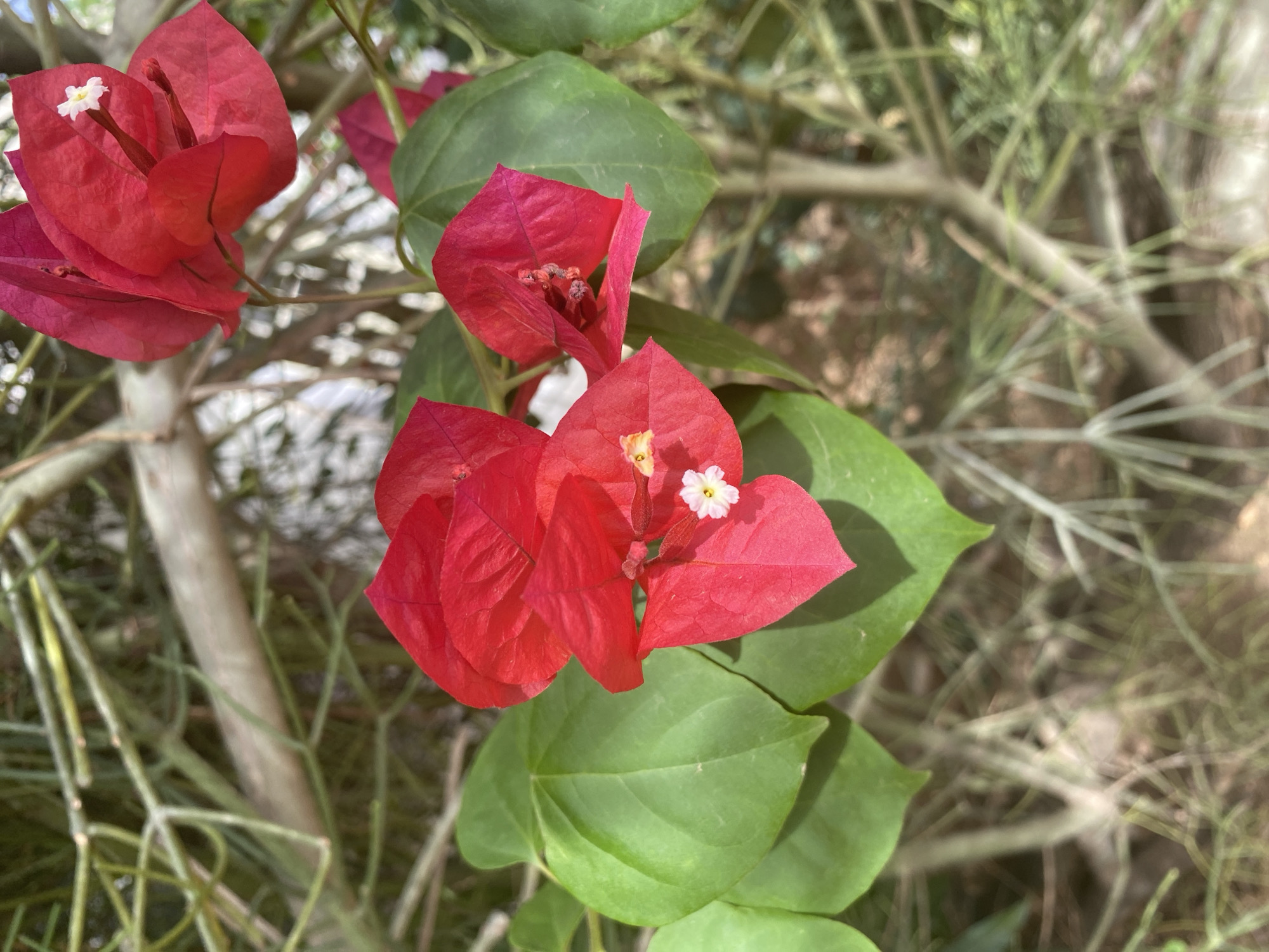 The image depicts a close-up of vibrant red bougainvillea flowers with small white centers, surrounded by green leaves. The backdrop is blurry and suggests a garden or outdoor setting. There are no people visible in the image. The image's metadata indicates it was taken in Bukuru, Nigeria. The scene focuses on the plant's colors and textures, emphasizing its visual details.