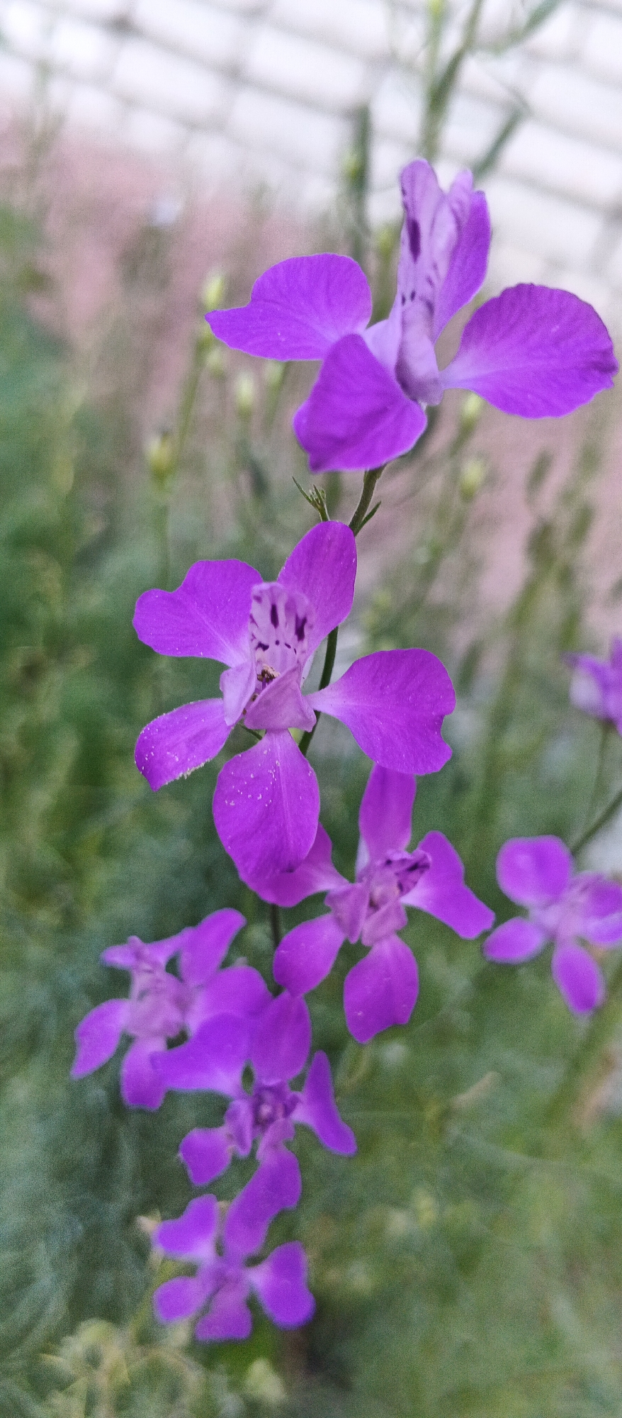 The image shows a close-up view of several purple flowers on a green, out-of-focus background. The flowers have multiple delicate petals and appear to be growing on a stem. There are small specks of white on some of the petals, possibly dust or pollen. The lighting suggests it might be daytime, and the overall atmosphere is natural and serene. There are no people or man-made structures directly visible in the foreground, although a faint lattice-like structure can be seen in the upper background, possibly a fence or part of a greenhouse. The image does not provide any information to suggest it is located in the city of Smila, Ukraine.
