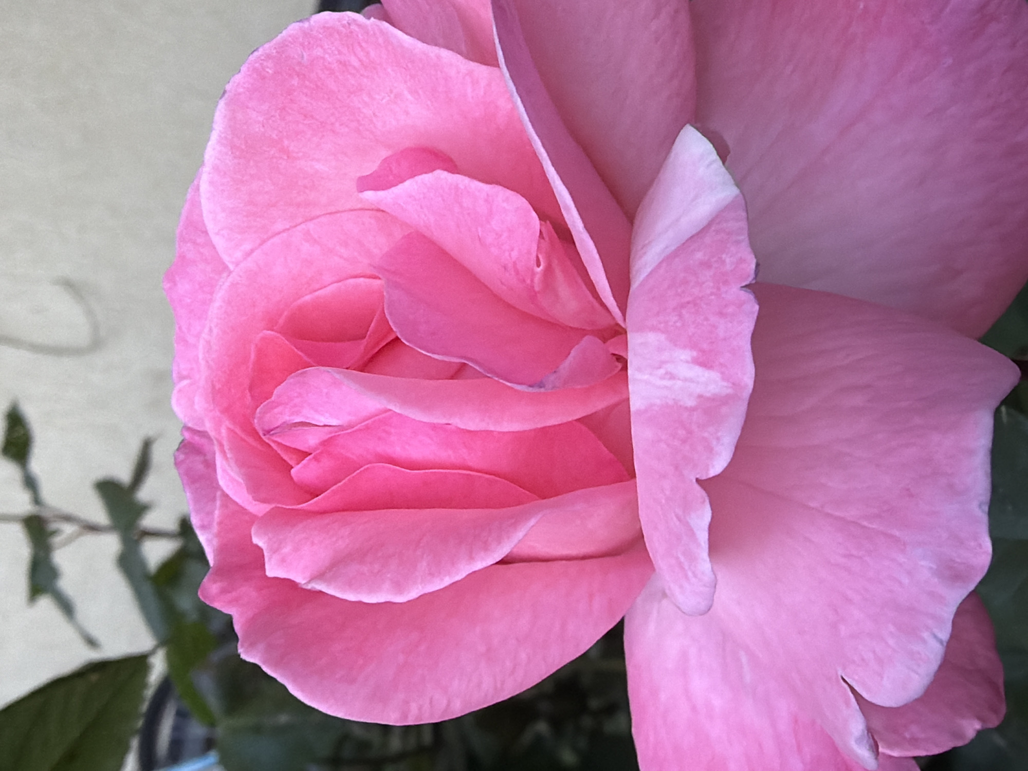 A close-up photograph shows a pink rose in full bloom. The rose petals are soft and layered, with a slight variation in color from a lighter to a deeper pink. Some petals show a few small white streaks. Green leaves and stems are blurred in the background, suggesting the rose is outdoors. There is no information available about the location in the city of Beryozovy, Russia, or any people, actions, or interactions in the scene.