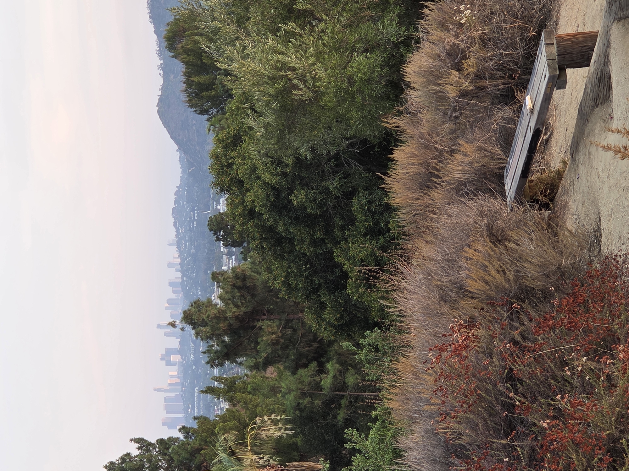 The image shows a natural landscape with a city skyline in the distance. In the foreground, there is a wooden bench made of rough-hewn logs and planks. The bench is weathered and shows signs of age. It is positioned on a sandy path surrounded by dry, brushy vegetation. In the mid-ground, a dense cluster of trees, including pines and leafy varieties, create a natural barrier. Beyond the trees, a hazy city skyline with numerous tall buildings is visible, characteristic of a large urban area. In the far distance, rolling hills complete the backdrop under a pale, overcast sky. The overall scene suggests an elevated vantage point overlooking a natural area with a city in the distance, likely a park or hiking trail on the outskirts of a metropolitan area.