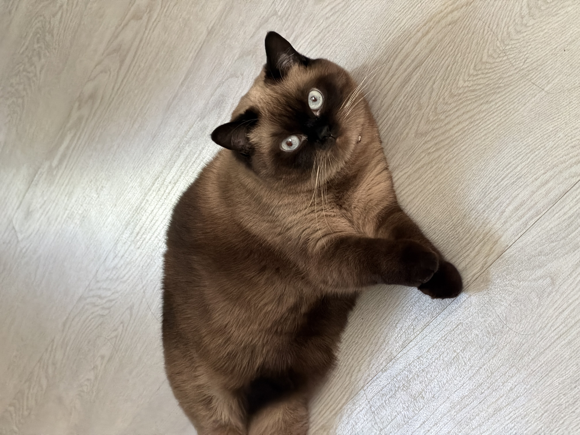 A brown and black cat with blue eyes is lying on a light wood-grain floor. The cat is oriented diagonally in the frame, looking upward with its head tilted. Its front paws are curled in front of its chest. The location, Chaikovsky, Russia is not inferable from the image.
