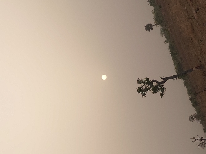 A hazy, sepia-toned landscape under a bright, obscured sun. Silhouetted trees and vegetation line the right side, suggesting a hill or slope. A prominent, bare tree branch extends diagonally. The sky is uniform, lacking distinct cloud formations, contributing to the hazy effect. The overall impression is one of dry climate and atmospheric obscuration.