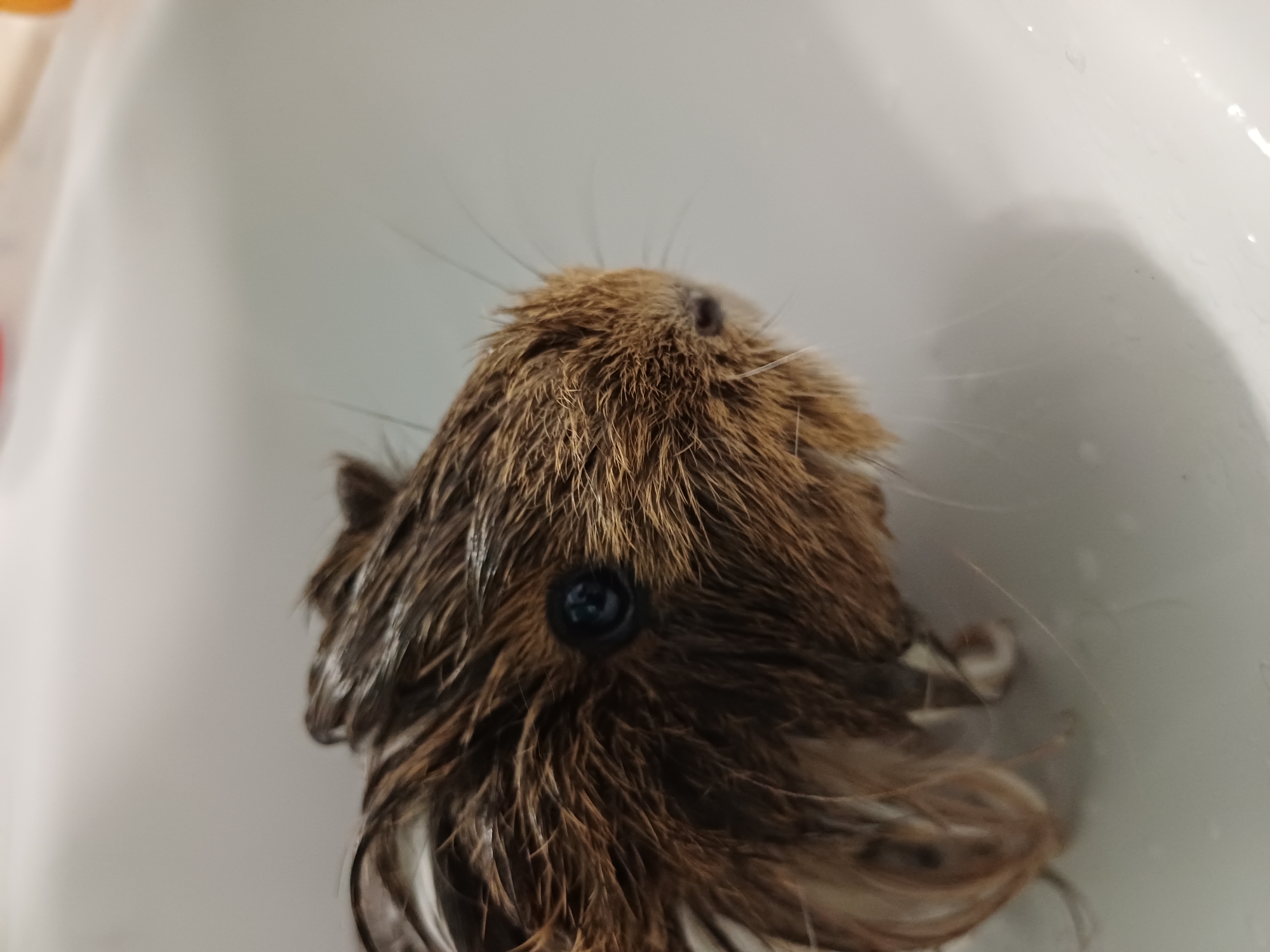 A close-up, overhead shot shows the head of a wet guinea pig in a white sink. The guinea pig has brown and tan fur that is matted and wet, indicating it may have just been bathed. Its fur is long and somewhat shaggy. The animal's eye, a dark, round pupil surrounded by a lighter iris, is visible and appears to be looking upwards. Whiskers extend outwards from its snout and around its face. The background is a plain white surface, consistent with the inside of a sink. The lighting suggests it is indoors, possibly in a bathroom or laundry room. No text is visible in the image. The setting is a sink, likely in a home. The activity taking place is the guinea pig being in or near water, possibly during a bath.