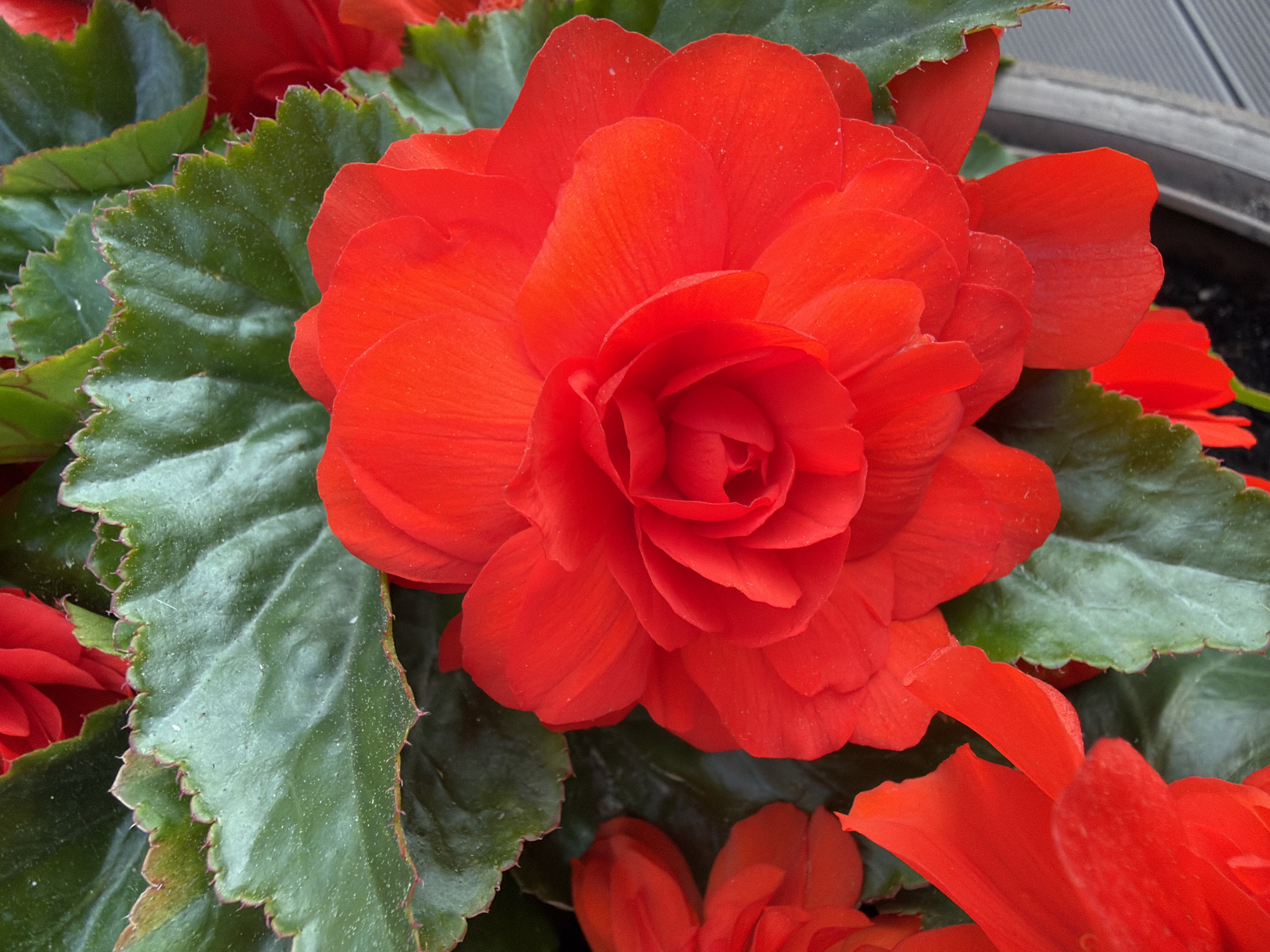 A close-up, eye-level shot captures a vibrant red begonia flower in bloom, surrounded by lush green foliage. The flower, with its numerous ruffled petals, is the focal point, showcasing its intricate texture and rich color. The leaves are a deep green with serrated edges, providing a contrasting backdrop to the bright red blooms. Some of the leaves show a slight dusting of what might be pollen or water droplets. The scene appears to be set outdoors, with a hint of a grey wooden surface visible in the lower right corner, possibly a deck or railing. The image is well-lit, highlighting the details of the petals and leaves. The location is identified as Sukhaya, Russia, though no specific landmarks or urban elements are depicted, suggesting the image was taken in a garden or natural setting within or near the city. There are no people or animals present in the frame.