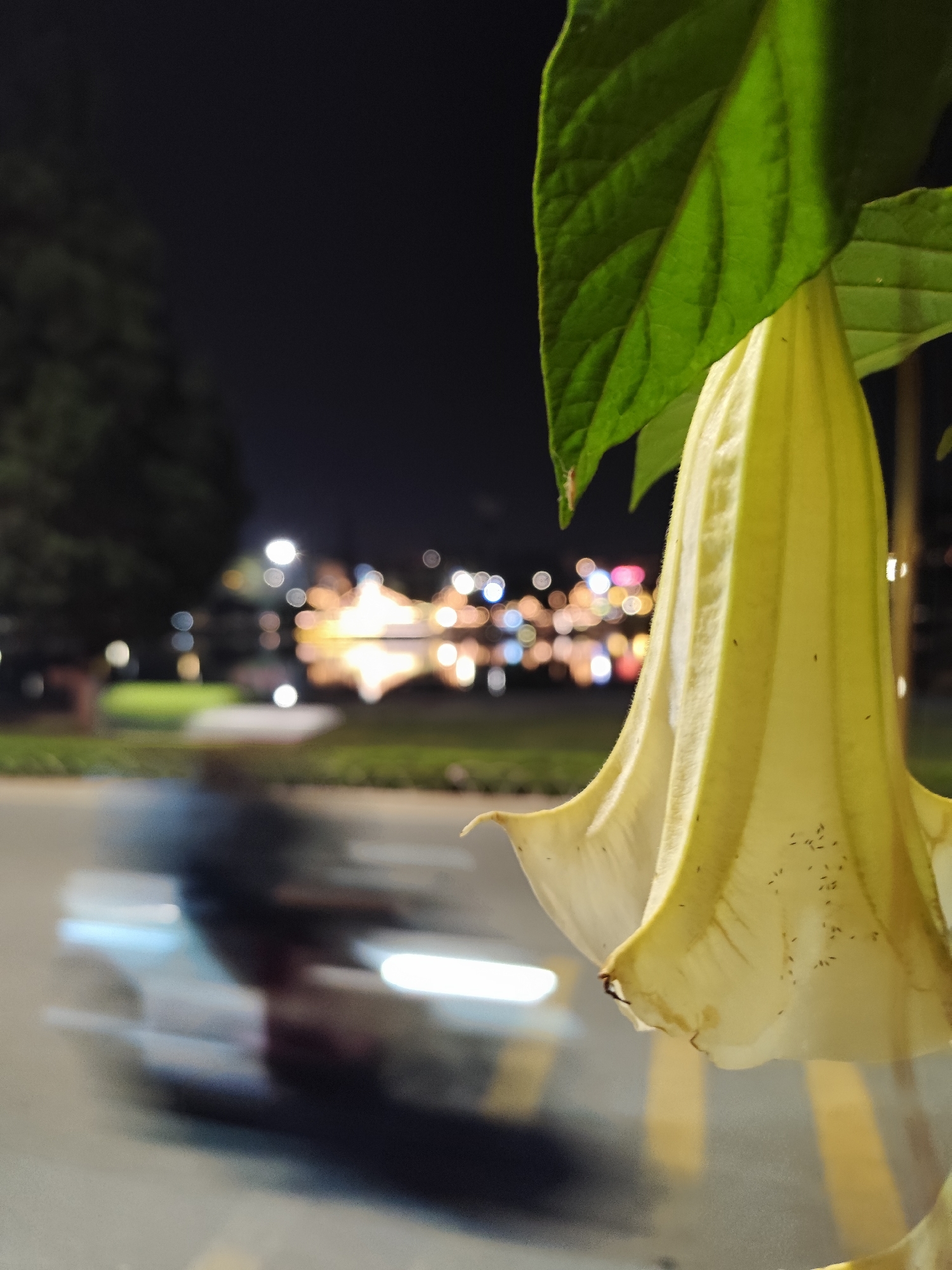 The scene is captured at night in Dalat, Vietnam, adjacent to Xuan Huong Lake. In the immediate foreground, a large, pale yellow, trumpet-shaped flower hangs downwards, its inner and outer surfaces marked with tiny dark specks. A green leaf partially overlays the flower from the upper left. Below the flower, a paved road with yellow lane markings is visible. A solitary individual on a scooter or motorbike is in motion across the road, evidenced by photographic motion blur indicating movement from left to right, with a discernible headlight streak. The background consists of Xuan Huong Lake, reflecting numerous diffused, multi-colored urban lights from the opposite shore, creating pronounced bokeh. Darkened foliage is present on the far side of the road and along the lake's perimeter.