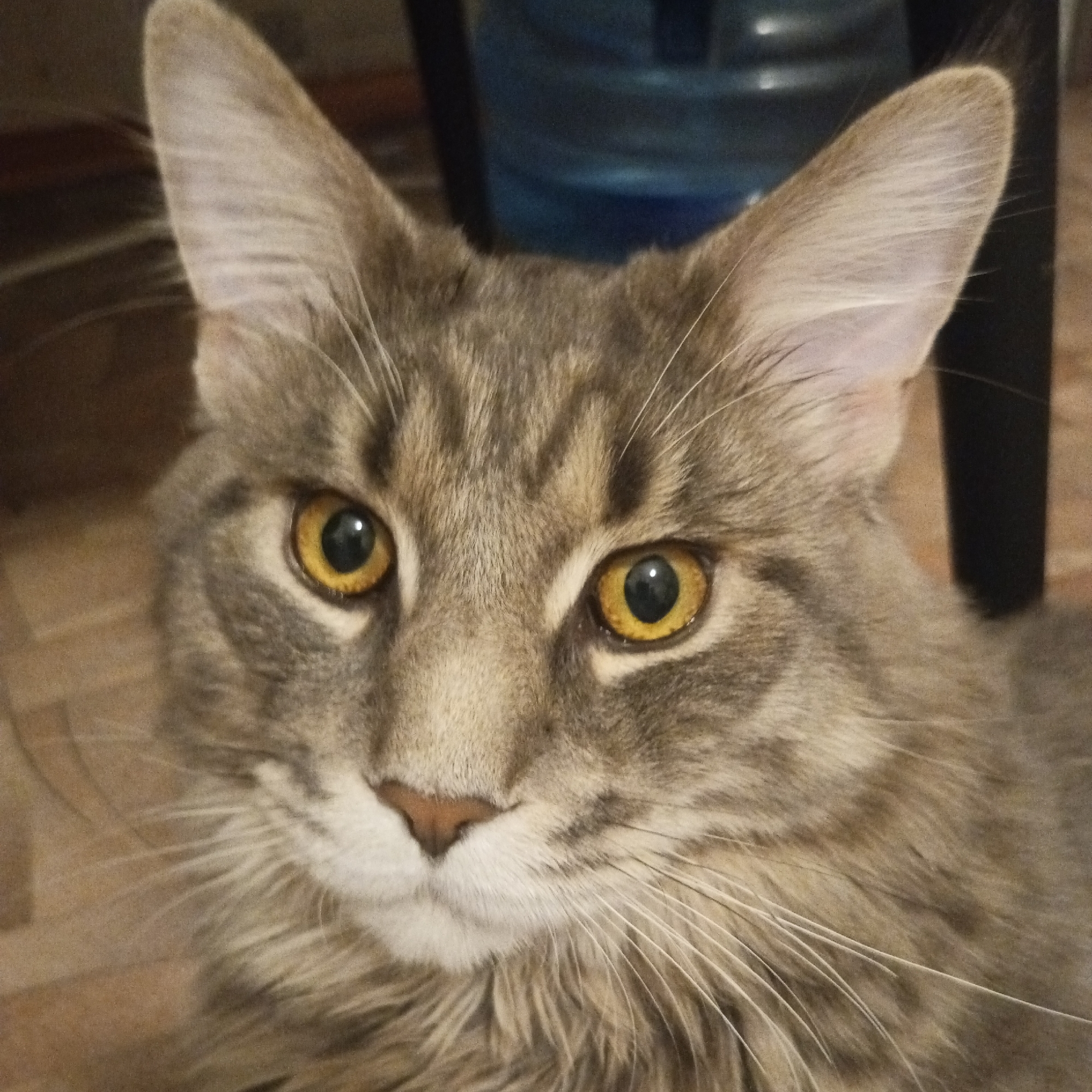 A close-up of a gray tabby cat's face. The cat has prominent, upright ears, golden eyes, and long white whiskers. The background is blurred, revealing a dark, indistinct area above the cat's head and a wood-grain pattern below. There is no information provided to indicate this image was taken in the city of Chaikovsky, Russia.