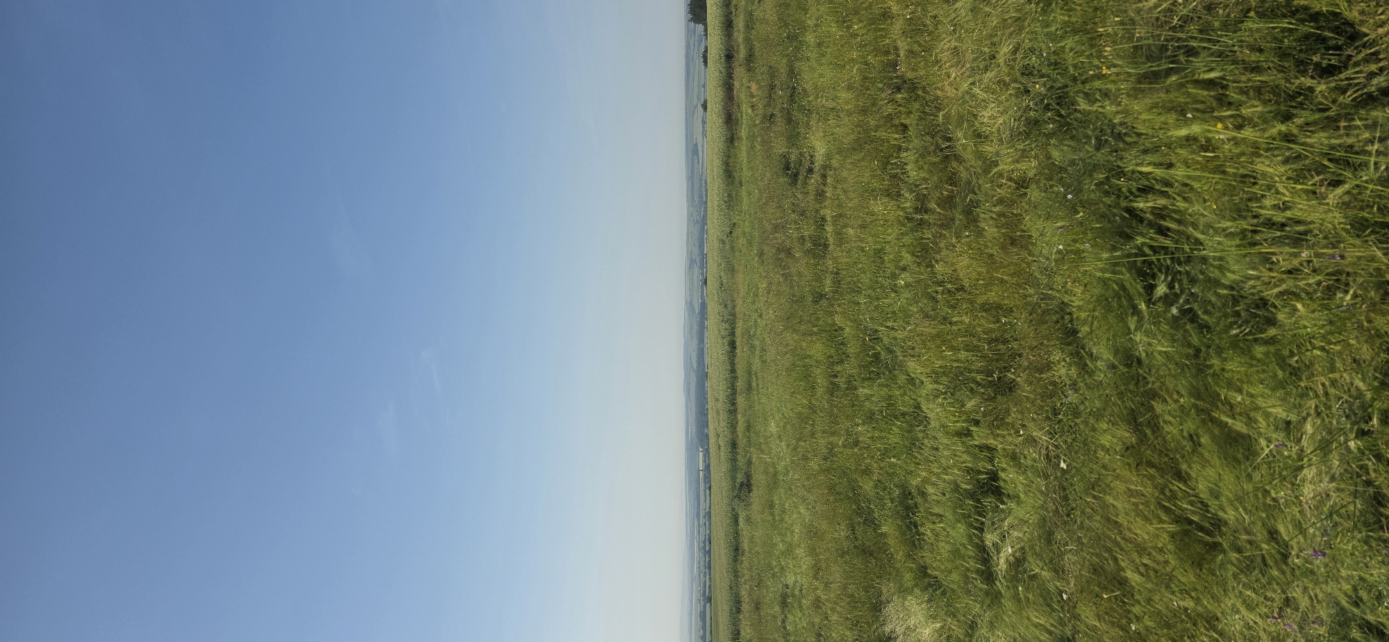 The image presents a vast, open landscape under a clear, pale blue sky, located in the vicinity of Esen, Bulgaria. The upper two-thirds of the vertical frame are dominated by the sky, which exhibits a gradient from a slightly darker blue at the top to a lighter, almost white-blue near the horizon. Minimal, faint white cloud wisps are present in the upper half of the sky.
The lower two-thirds of the image depict a expansive field of tall, vibrant green grass and various herbaceous plants. The grass in the immediate foreground, particularly on the left, shows signs of being pushed or bent by wind, creating a textured, flowing appearance. Small white and sparse purple flowers are interspersed within the green foliage in the foreground.
Beyond this initial field, the mid-ground reveals further agricultural fields, appearing as lighter green or yellowish-green stretches of cultivated land that extend towards the distant horizon. The terrain shows gentle undulations. In the far distance, slightly to the left of the center, a faint, dark, spire-like structure (potentially a church or tower) is discernible against the hazy background. To the far right, a small group of dark green trees marks the edge of the distant landscape. The furthest background consists of low-lying hills or landforms that are heavily desaturated and appear as a blue-grey haze due to atmospheric perspective.
No people, animals, or specific actions are depicted. The scene captures a tranquil, rural environment dominated by natural elements and distant signs of human agricultural activity.