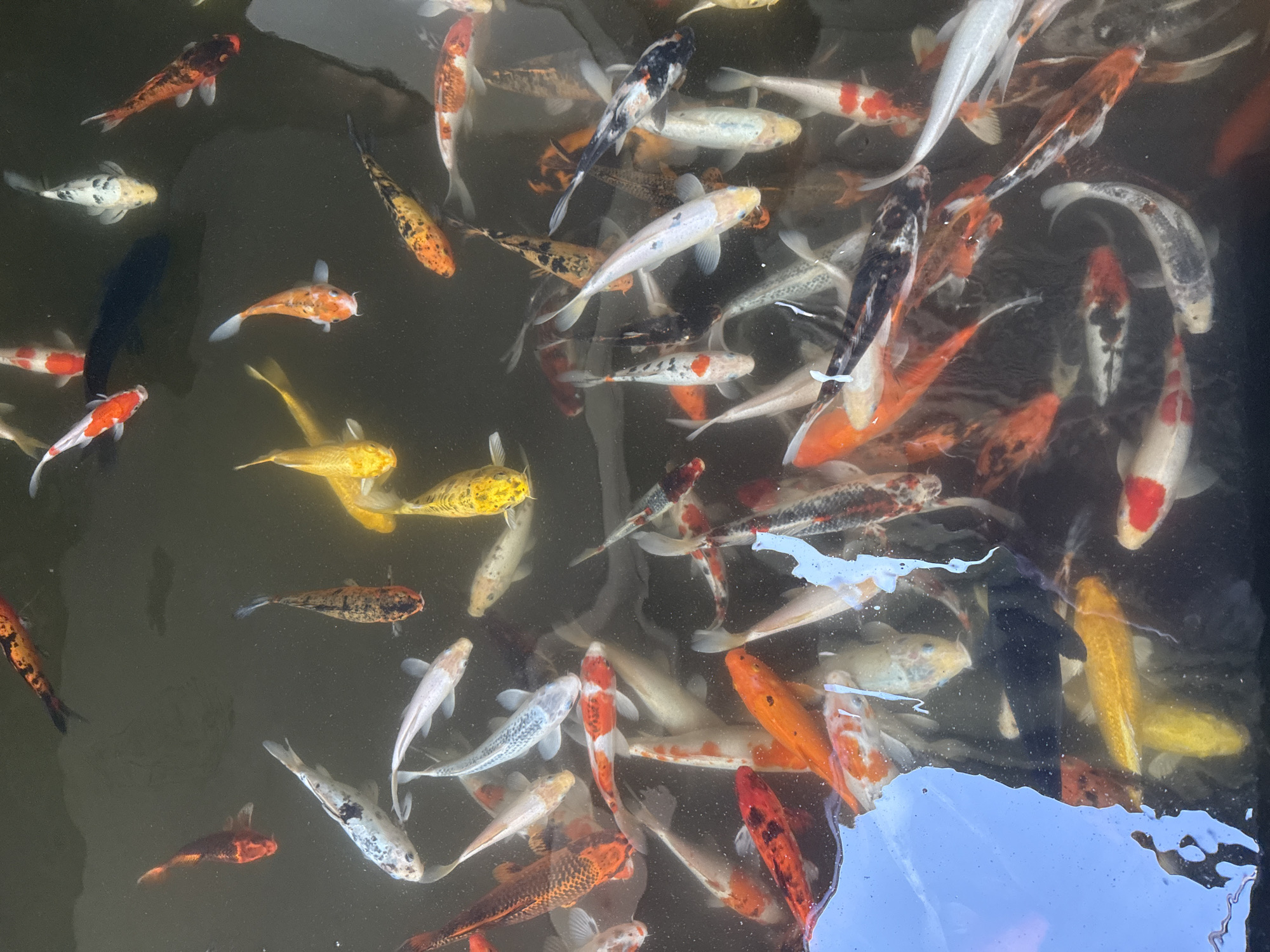 The image shows a close-up, overhead view of a pond filled with numerous koi fish. The fish exhibit a variety of colors, including orange, white, black, yellow, and patterned combinations of these. They are swimming in murky water. The pond appears to be an outdoor feature, possibly in a garden or public space. The overall impression is one of a vibrant collection of aquatic life within a tranquil setting. The location is described as Nha Trang, Vietnam.