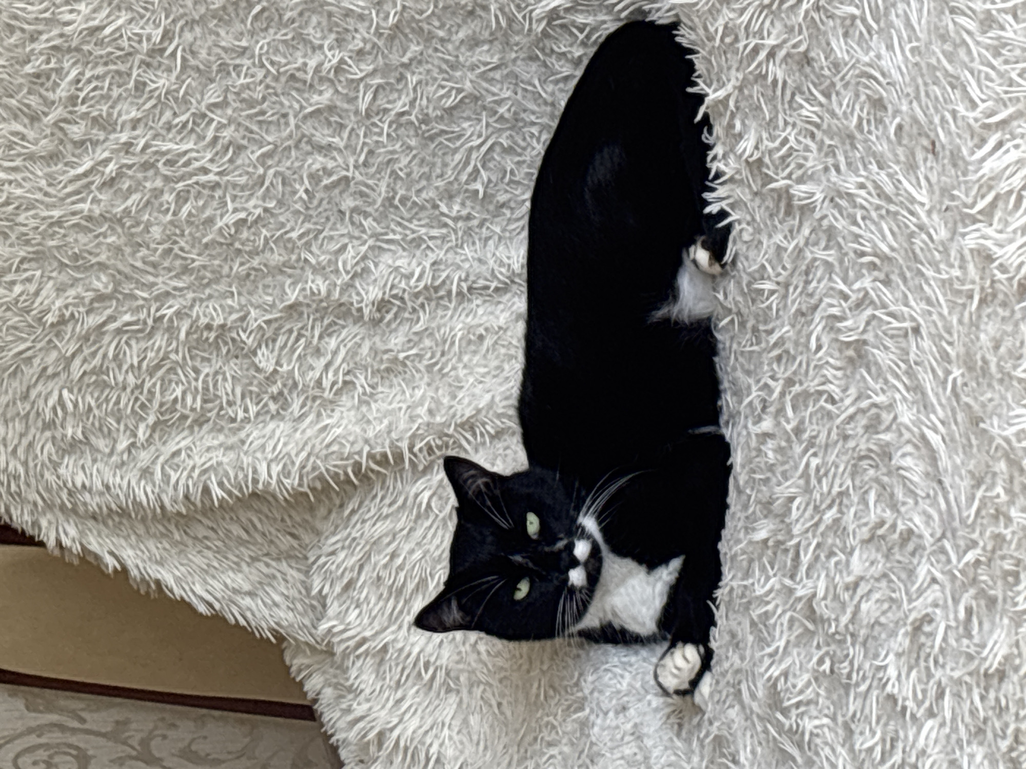 A black and white cat with green eyes is lying on a fluffy white blanket. The cat is facing the camera, with its paws crossed. The background is a wall with a patterned wallpaper. The location is in the city of Bila Tserkva, Ukraine.