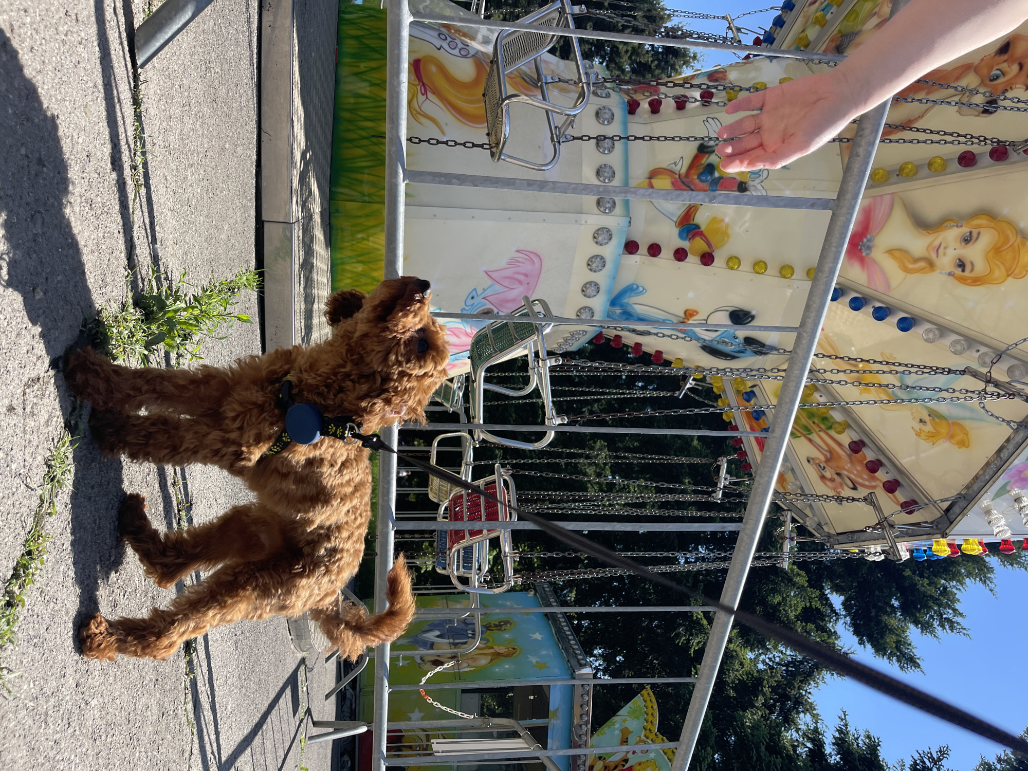 A brown poodle stands on a grey concrete surface near a colorful, empty swing carousel, possibly at a park or amusement area. The dog is leashed and facing the carousel, seemingly looking up. A fair-skinned human hand is reaching towards the carousel's top. The carousel is decorated with cartoon characters and lights. The background features green trees and a clear blue sky. The location is outdoors, possibly in Sofia, Bulgaria.