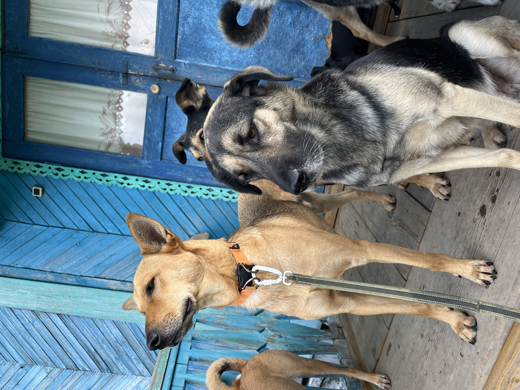 The image depicts a group of dogs on a wooden porch in front of a blue wooden building with double doors. The building's exterior features decorative trim painted green. The dogs appear to be of mixed breeds. One dog, in the foreground and center-left, is tan and wearing an orange collar with a leash. Another dog, in the foreground and center-right, is darker with black and grey markings. The background shows glimpses of other dogs and the blue building. The scene suggests an outdoor setting, possibly a residential area. The image does not provide any specific indicators to determine its location within the city of Nizhny Tagil, Russia.