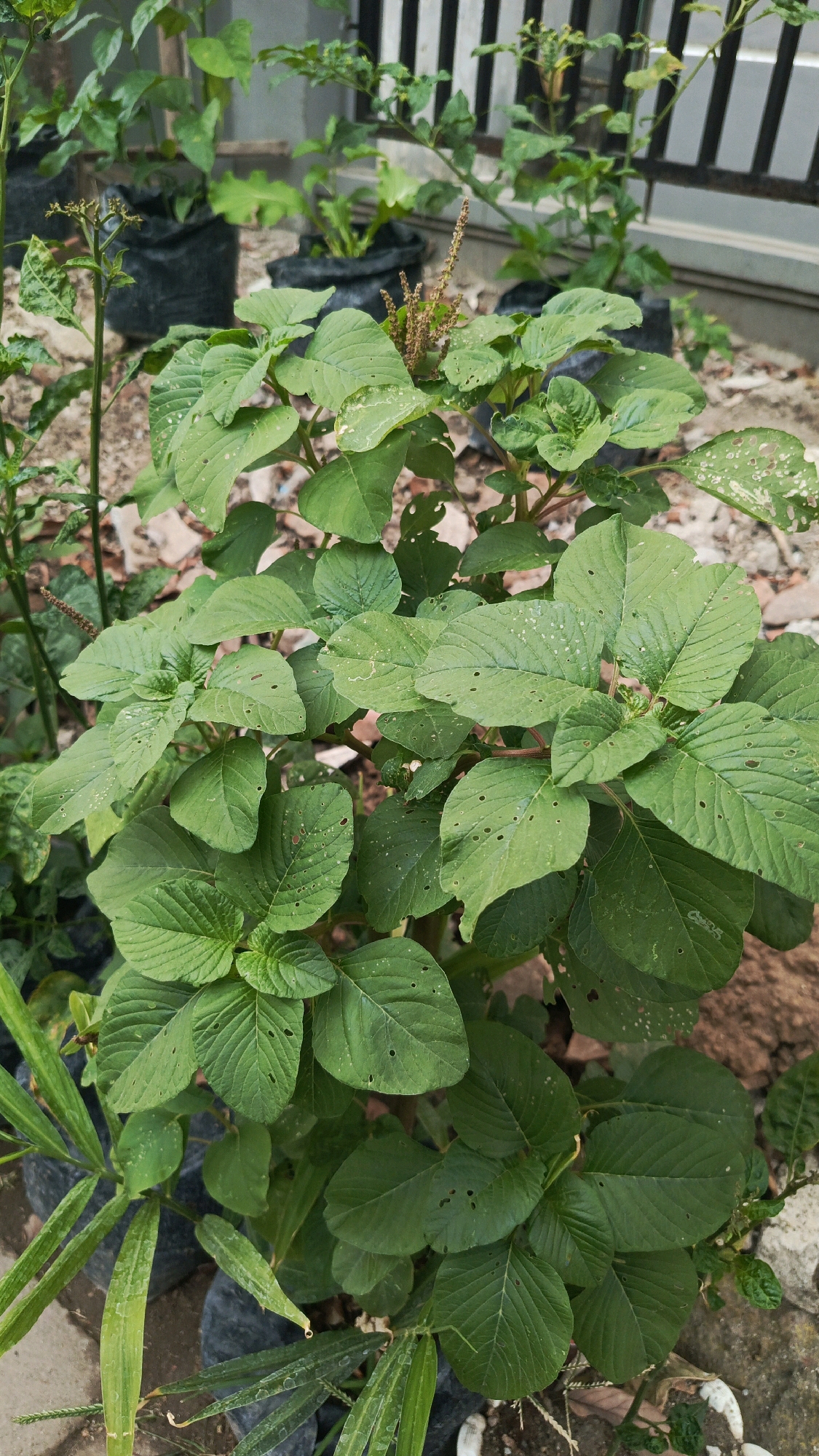 The image shows a close-up view of a healthy spinach plant in a garden located in Kertosari, Indonesia. The plant has large, vibrant green leaves, some of which have small holes, possibly from insect damage. The plant is in focus, with other plants and black grow bags visible in the blurred background. The ground appears to be covered with soil and small stones. A white fence is visible in the upper background.
