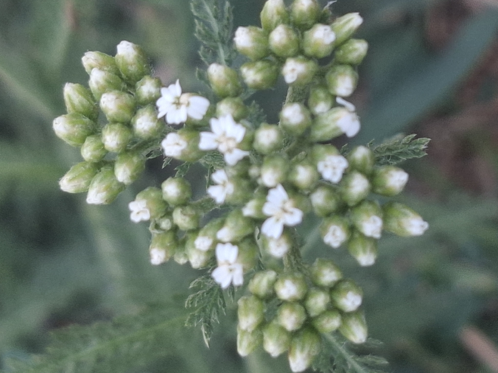 The image is a close-up shot of a cluster of small white flowers with green buds against a blurred green background. The flowers are delicate and appear to be part of a larger inflorescence. The lighting suggests it might be dusk or early morning. The environment is natural, likely a garden or park, given the presence of flora. The image does not contain any identifiable landmarks, people, or objects that would help determine its specific location within Almaty, Kazakhstan.