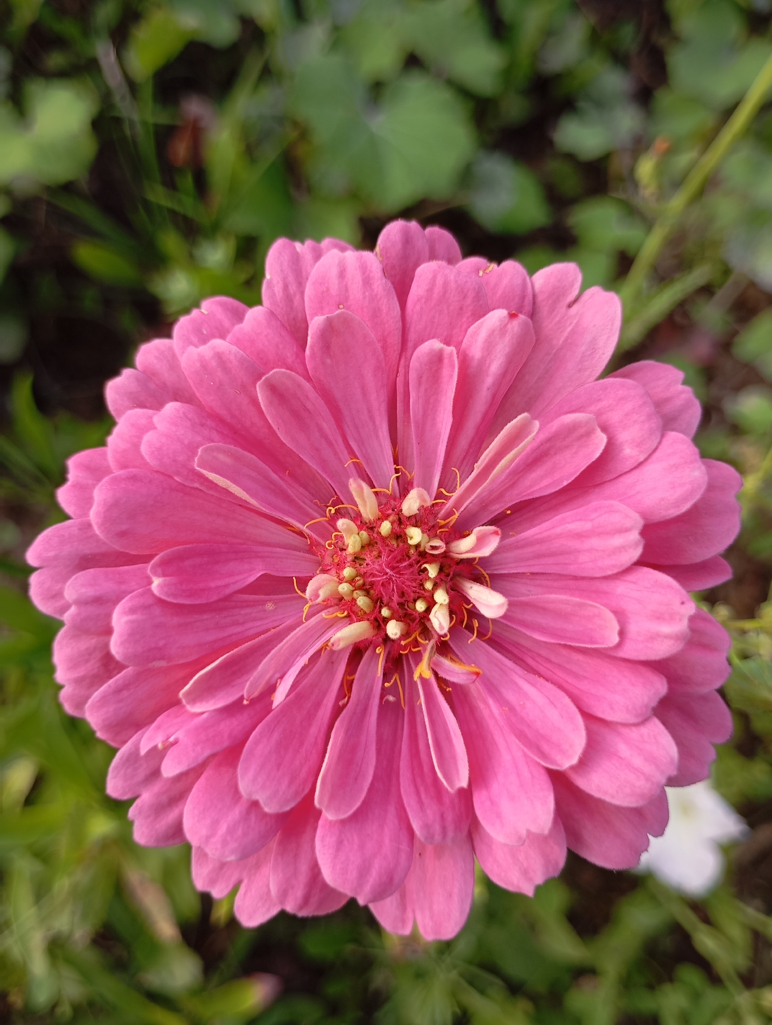 A close-up, overhead shot showcases a vibrant pink zinnia flower in full bloom. The petals are layered and slightly ruffled, radiating outwards from a central disc. The center of the flower reveals a cluster of small, yellow stamens tipped with pollen, surrounded by delicate pink structures. The background is a soft blur of green foliage and some indistinct white shapes, suggesting a garden setting. The image does not contain any elements that would suggest a specific location within the city of Фоки, Russia.