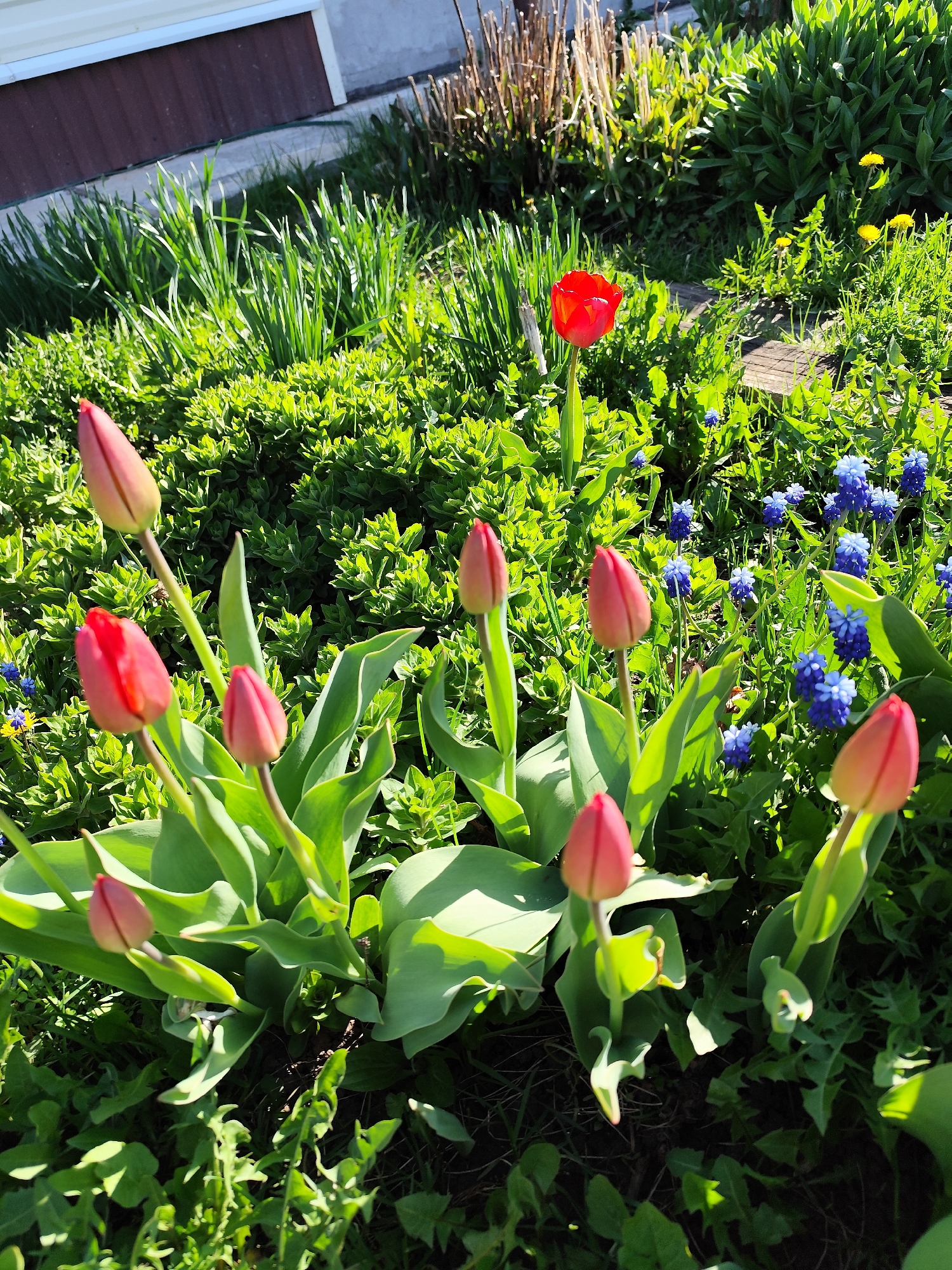 The image captures a garden scene in Фоки, Russia. A cluster of red tulip buds and one fully bloomed red tulip stand prominently in the foreground. Small blue flowers (likely Muscari) are scattered amidst green foliage. Dandelions are also present. The backdrop includes taller green grass and a structure, possibly a building, with brown and white siding. Sunlight is casting shadows, suggesting a sunny day.