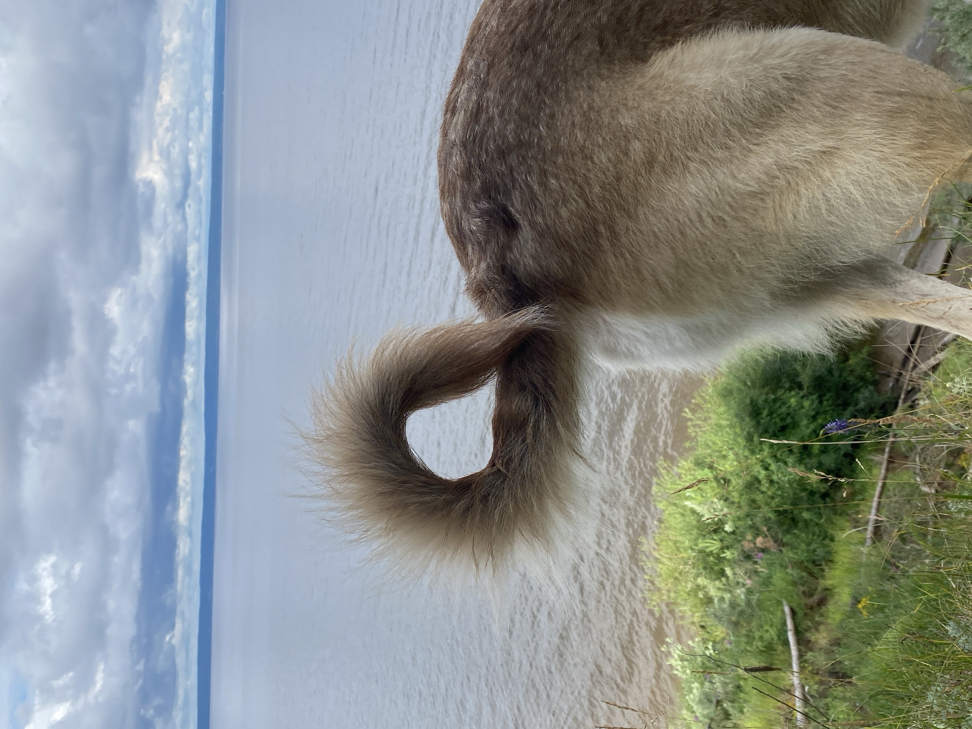 The image shows the hindquarters and tail of a dog against a backdrop of water and sky. The dog's fur is a mix of brown and white, and its tail is curled over its back, creating a fluffy loop. The water appears to be a large body, possibly a lake or river, with gentle ripples on its surface. The sky is overcast with dramatic clouds, suggesting a day with changing weather.
In the foreground, the dog is positioned on a grassy embankment with some scattered greenery and dry stalks of grass. A single purple wildflower is visible amidst the green foliage, adding a small splash of color to the scene. The perspective is from behind the dog, focusing on its tail and the texture of its fur. The overall impression is one of a peaceful outdoor moment, possibly in a natural setting near a body of water in Leninsky, Russia. The lighting suggests it could be late afternoon or early evening, given the soft light and muted colors. No text is visible in the image.