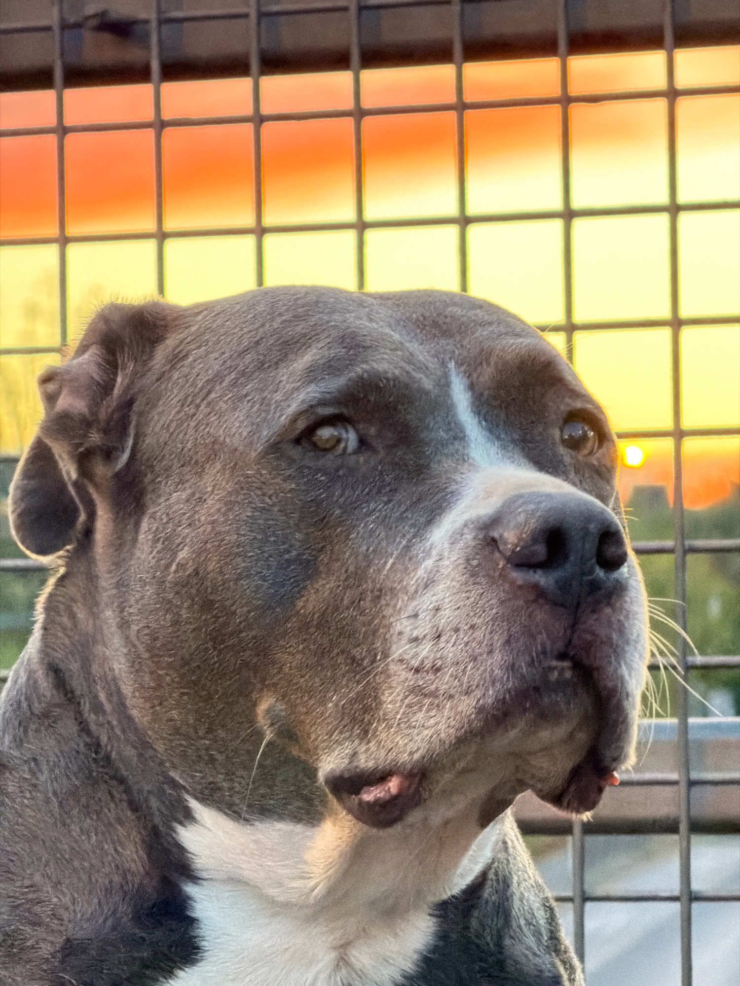 The image shows a close-up of a gray pit bull dog's head. The dog is looking to the right with its left eye visible and its nose in the foreground. The dog has a white blaze on its forehead and chest. Behind the dog, a metal fence is visible, with the sky showing a sunset with orange and yellow hues. The location is not specified in the image or provided context.