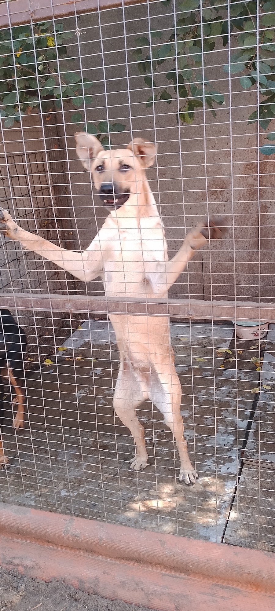 A light-colored dog stands on its hind legs, paws pressed against a wire fence, with its mouth open. The dog has dark eyes and large, erect ears. Behind the dog, green foliage is visible against a concrete wall. The ground is concrete and appears wet in patches. A portion of a black dog's hindquarters is visible on the left side of the frame. The scene takes place outdoors, likely in a kennel or enclosure. The location is not specified in the image or provided context.