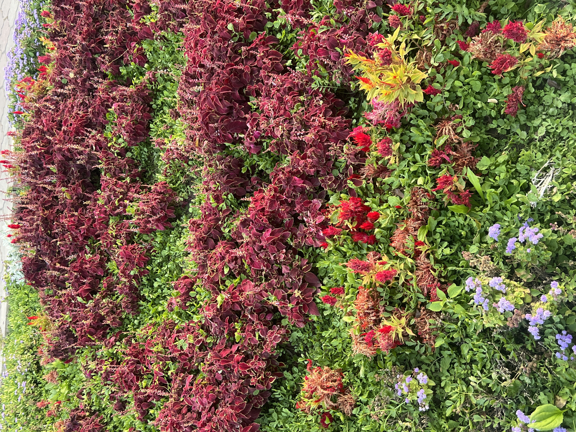 A close-up, top-down view captures a dense planting of various flowers and foliage. The majority of the frame is filled with plants featuring deep burgundy, serrated leaves, interspersed with vibrant green greenery. Towards the bottom and scattered throughout, there are clusters of bright red and yellow flower plumes. In the lower left and bottom center, small clusters of delicate purple flowers are visible. The ground surface is not visible due to the extensive plant coverage. The lighting suggests an outdoor environment, likely a garden or park setting. There are no people or animals present in the image. The scene is static, depicting a cultivated floral display. Given the typical landscaping found in Bishkek, this scene is consistent with a flower bed in a public park, botanical garden, or a well-maintained urban green space within Bishkek City, Kyrgyzstan.