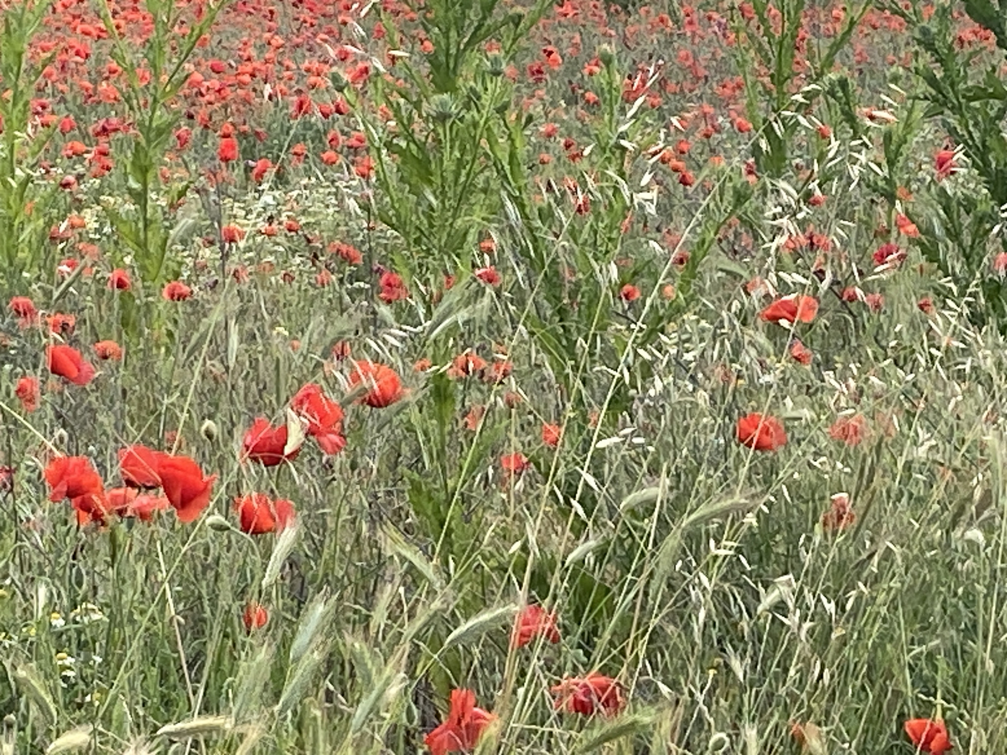 The image displays a vibrant, dense field teeming with wildflowers and grasses. Predominantly, numerous bright red poppies (likely Papaver rhoeas) are scattered throughout the frame, their petals providing splashes of intense color against the rich green backdrop. Various types of green grasses, some with fine, feathery seed heads, form a thick layer across the field, intermingling with the poppies.
Taller, spiky green plants, possibly thistles or other wild greens, rise above the lower flora, particularly visible in the central and upper parts of the image, adding structural diversity to the field. Smaller clusters of white flowers, reminiscent of chamomile or similar wildflowers, are also visible, especially in the background and mid-ground, contributing subtle lighter tones.
The scene captures a natural, uncultivated landscape, likely a meadow or a roadside field. The lighting suggests it is daytime, with soft, diffused light illuminating the plants, indicating either an overcast sky or early morning/late afternoon conditions without harsh shadows. No specific activity is depicted, nor are any people or artificial objects present. The overall impression is one of natural beauty and tranquility in a rural setting. No text is visible in the image. This field is located in Belo Pole, Bulgaria, typical of the region's natural flora during bloom season.